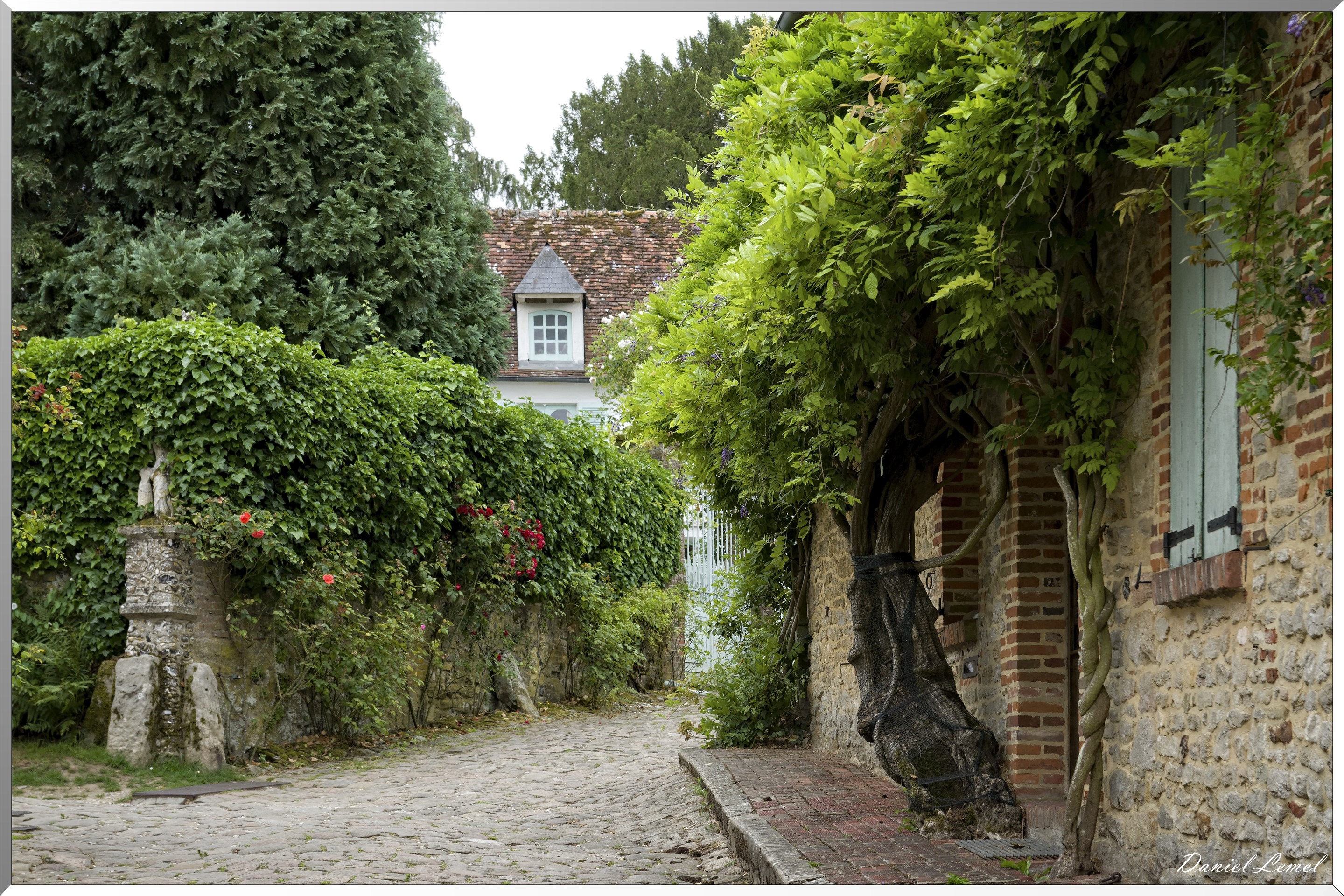 Glycine remarquable