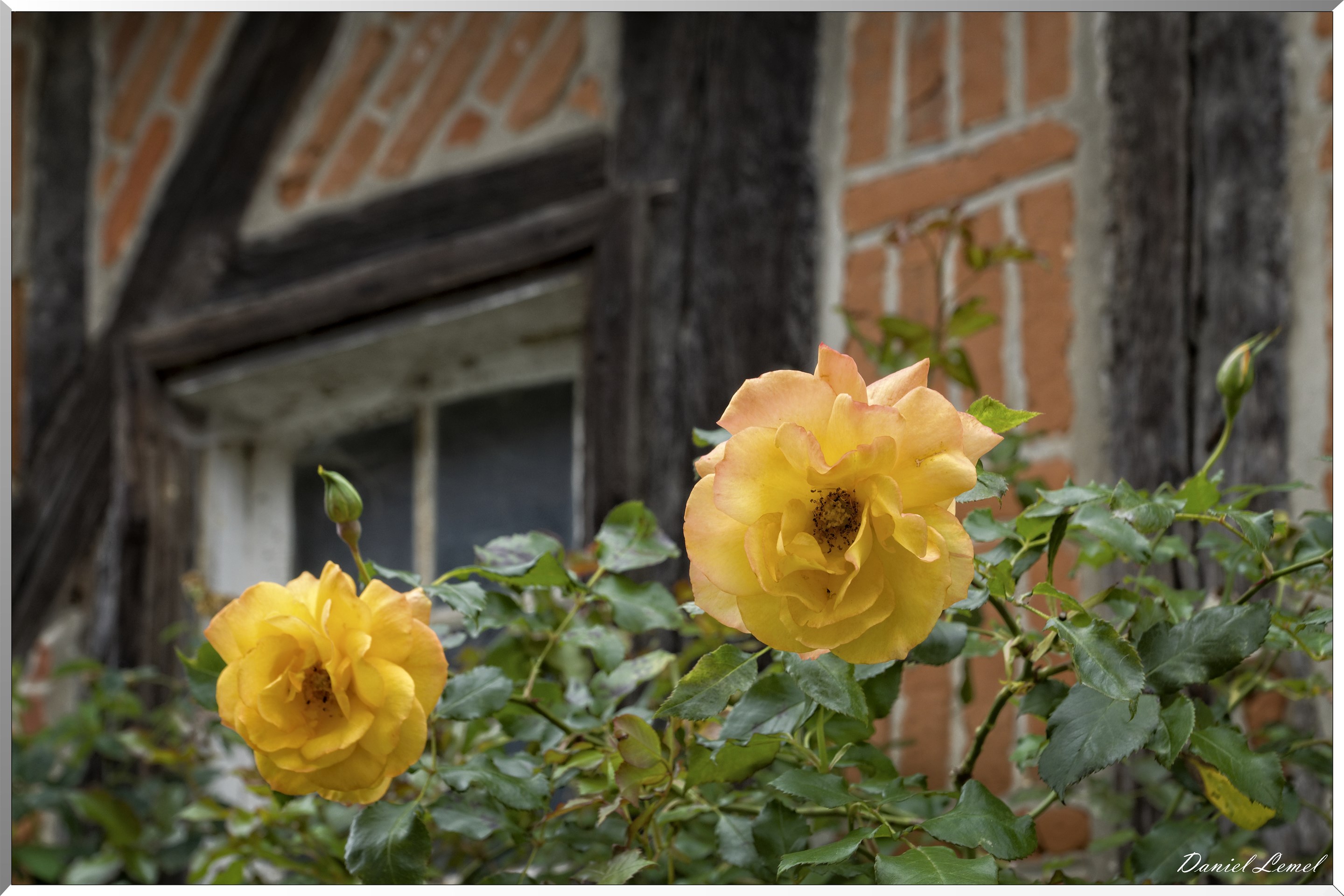 Roses jaunes