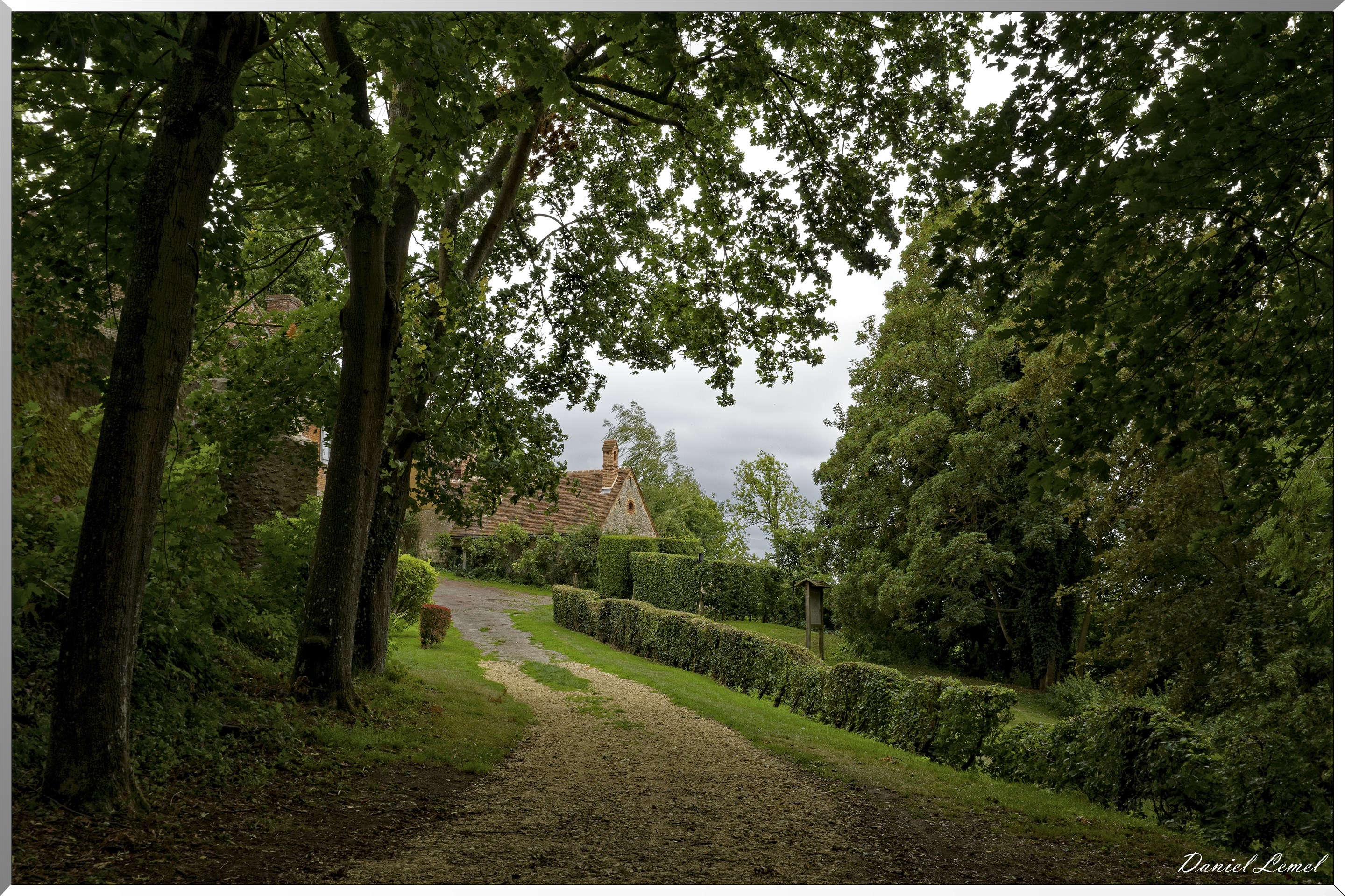 Allée d'arbres