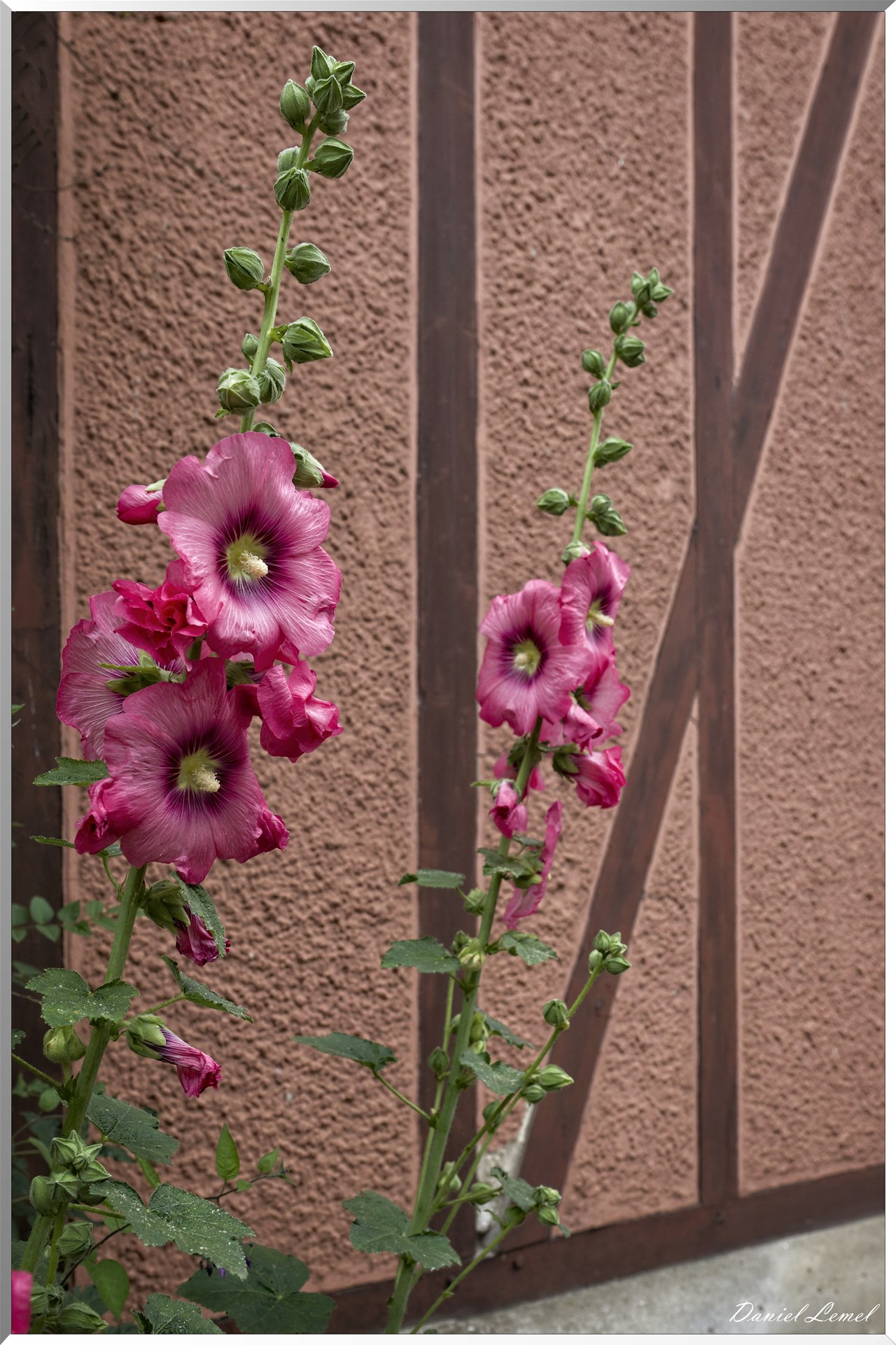 Roses trémières