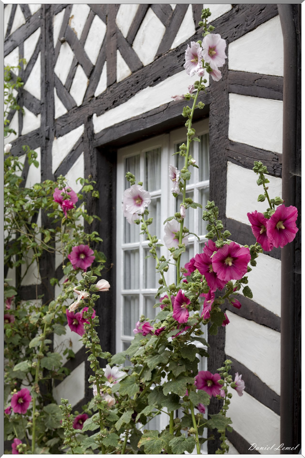 Roses trémières
