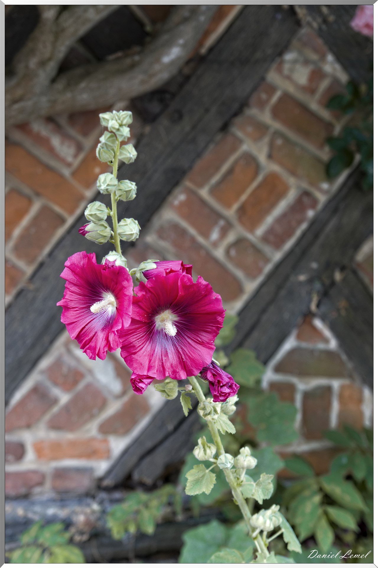Roses trémières
