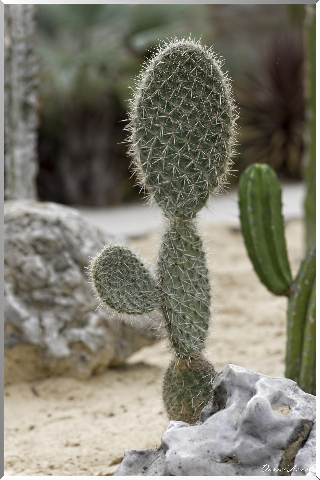 Cactus