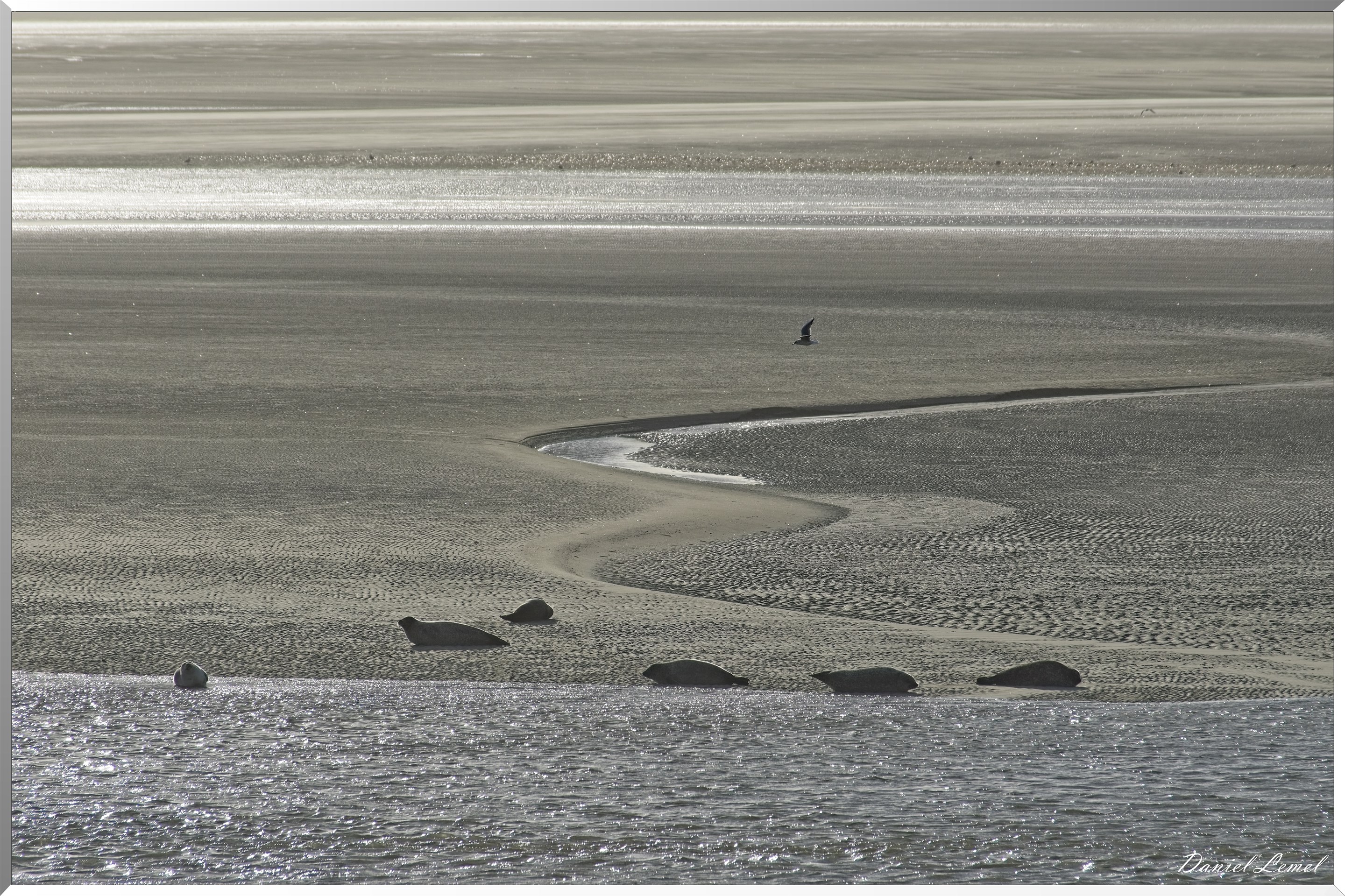 La plage des phoques