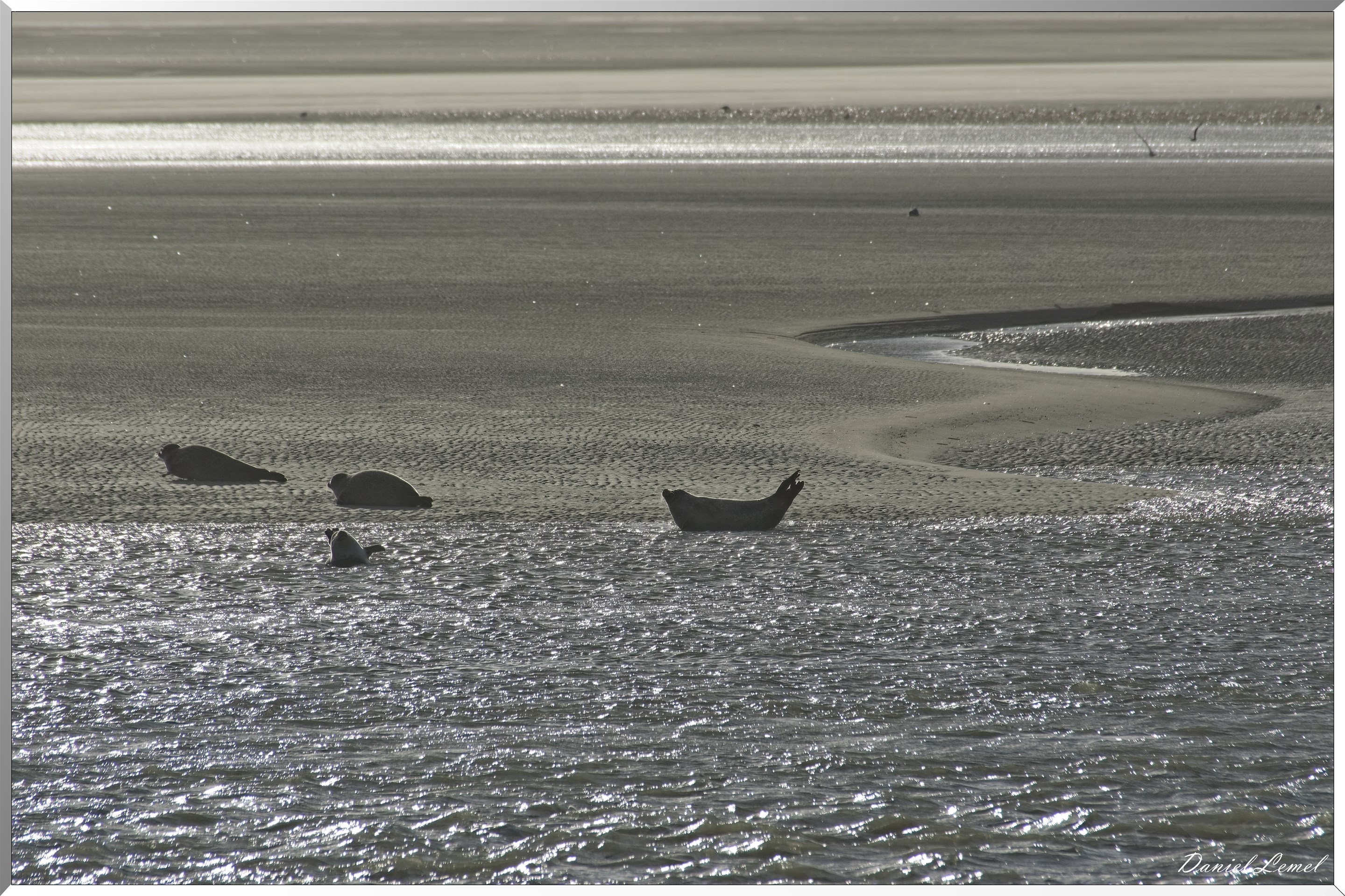La plage des phoques