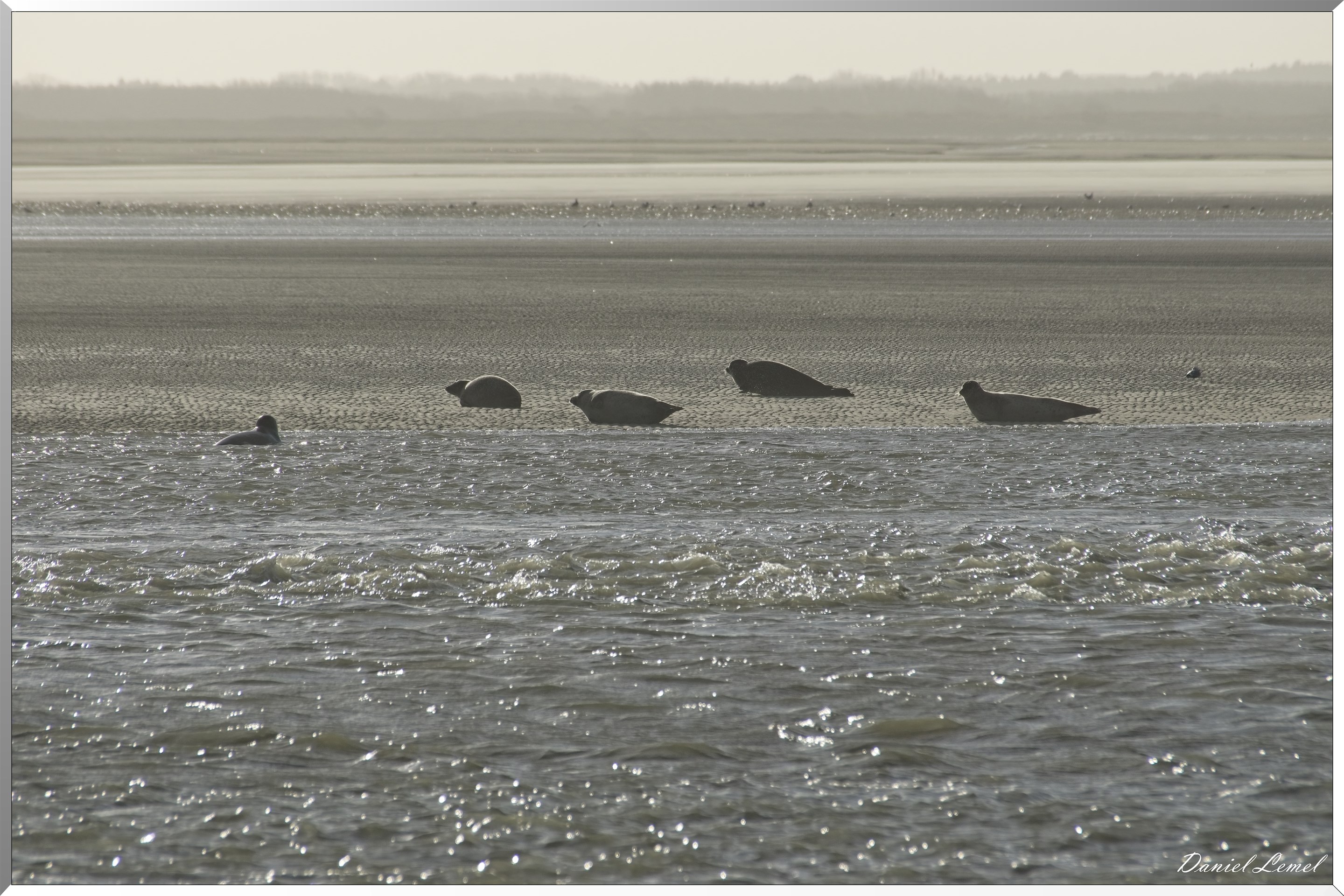 La plage des phoques