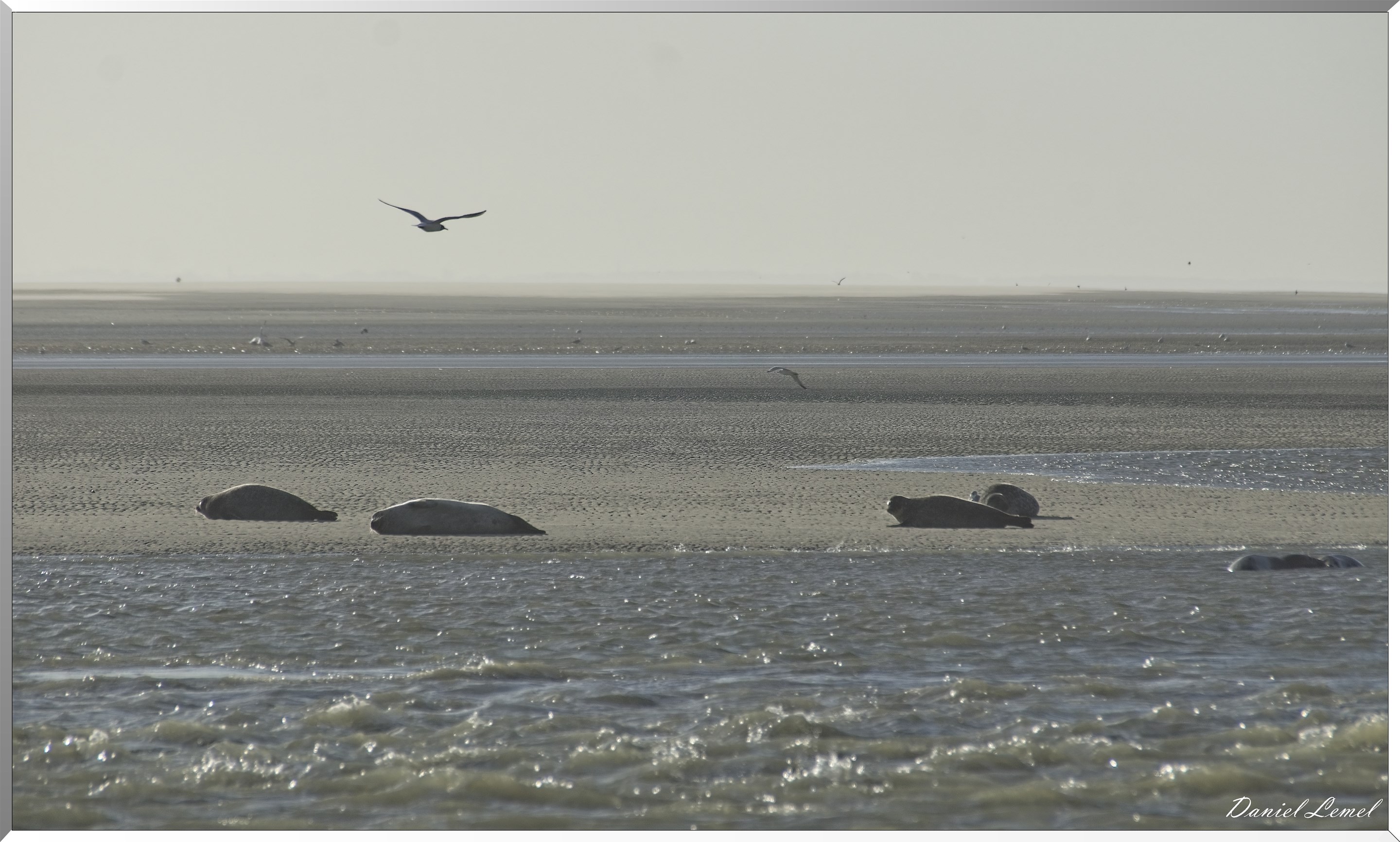 La plage des phoques