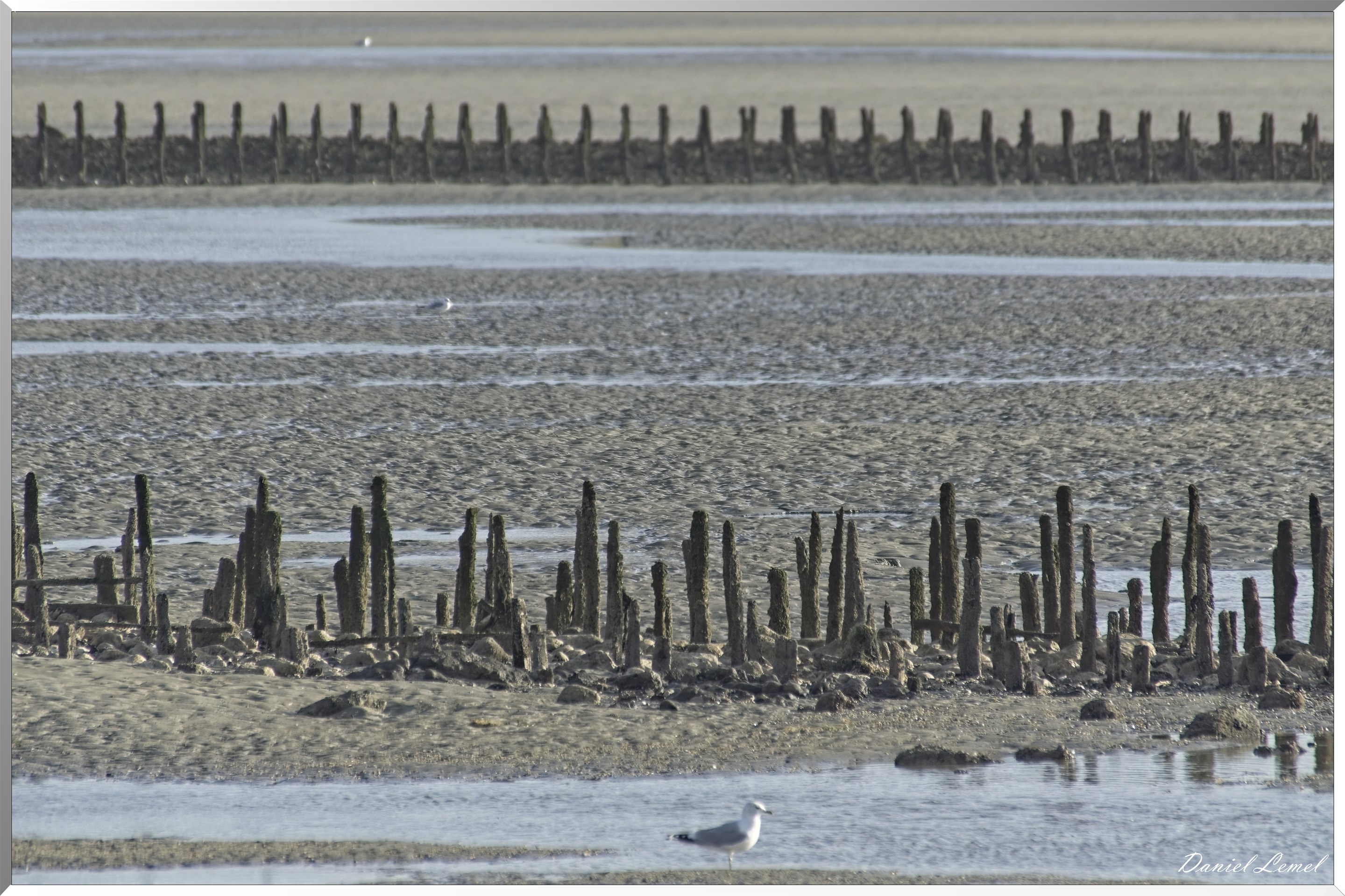 Parc à moules Bouchots