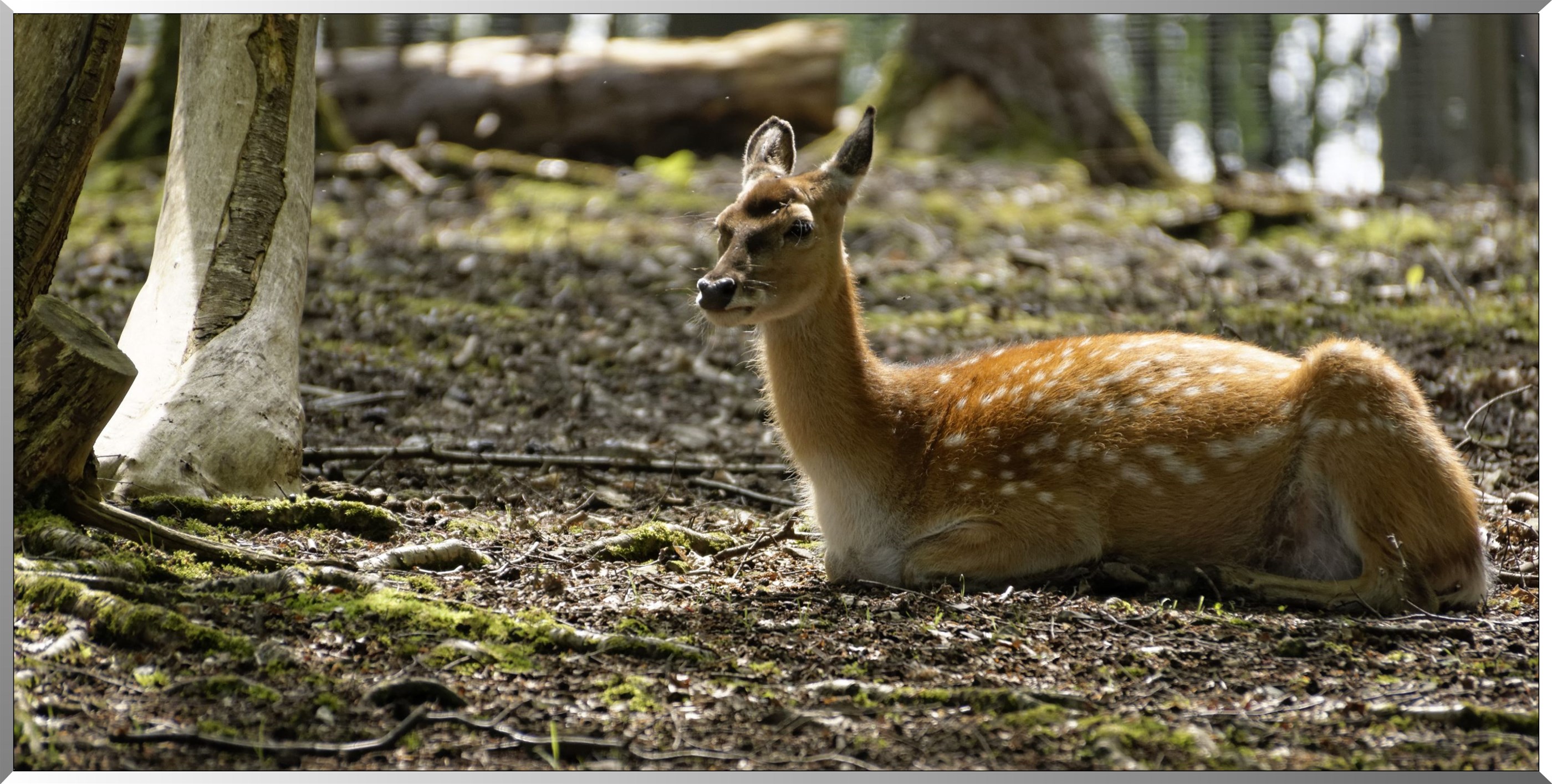 Daim de Mésopotamie