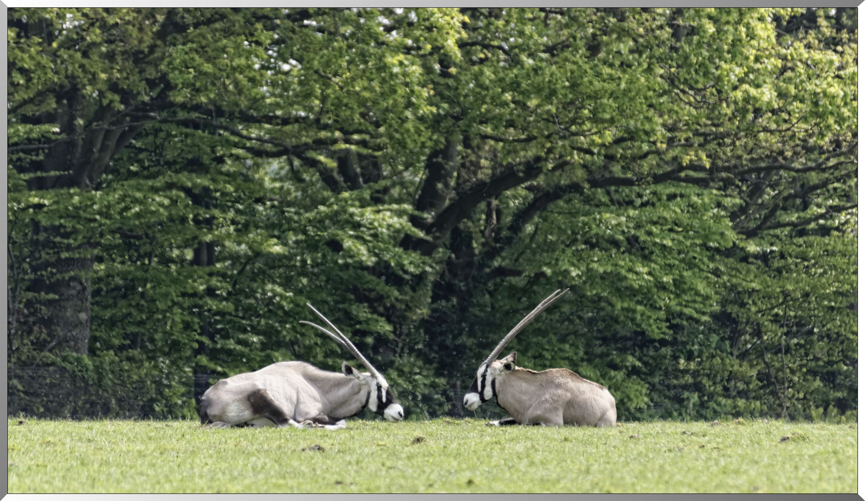 Gemsbok