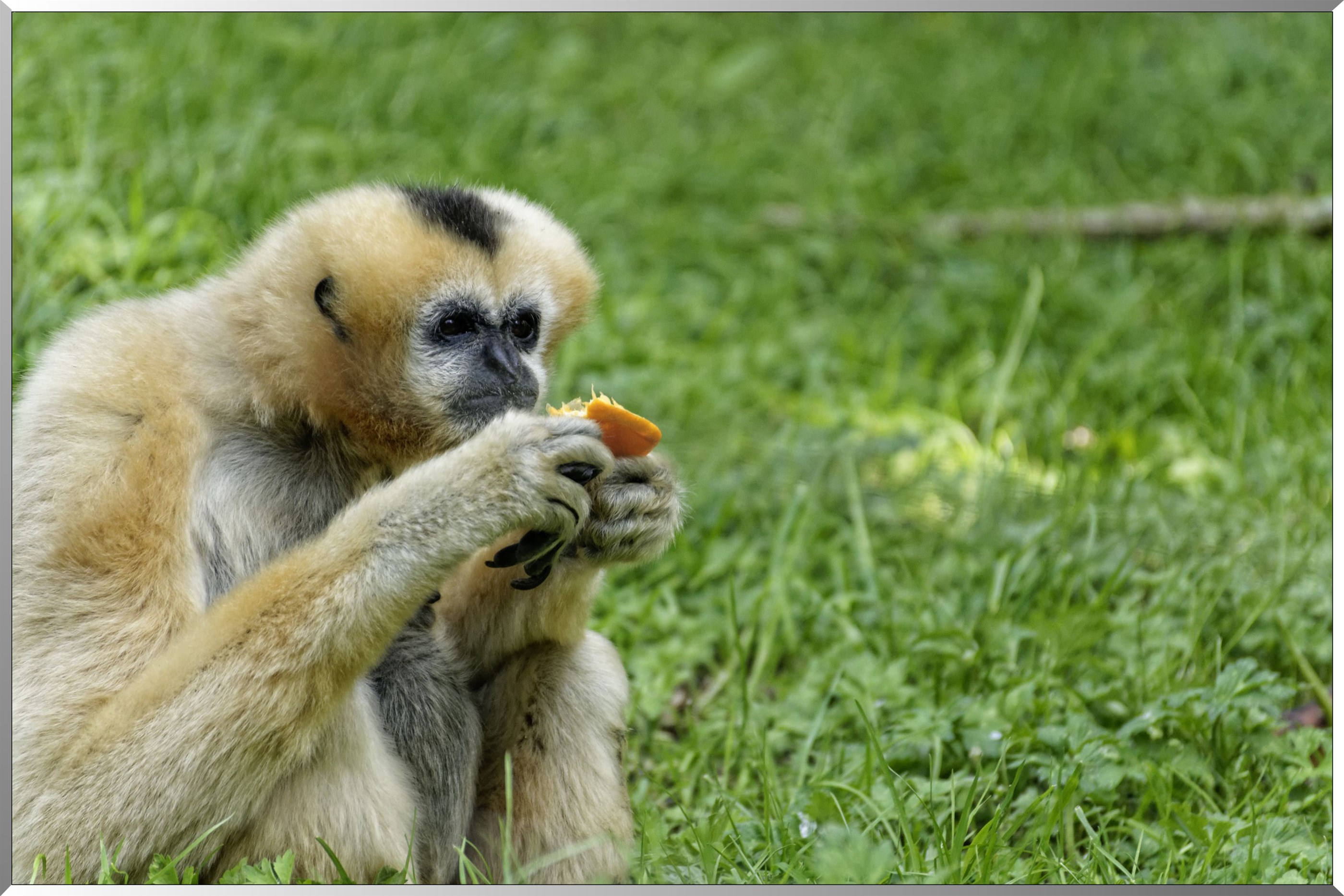 Gibbon à favoris blancs du Nord