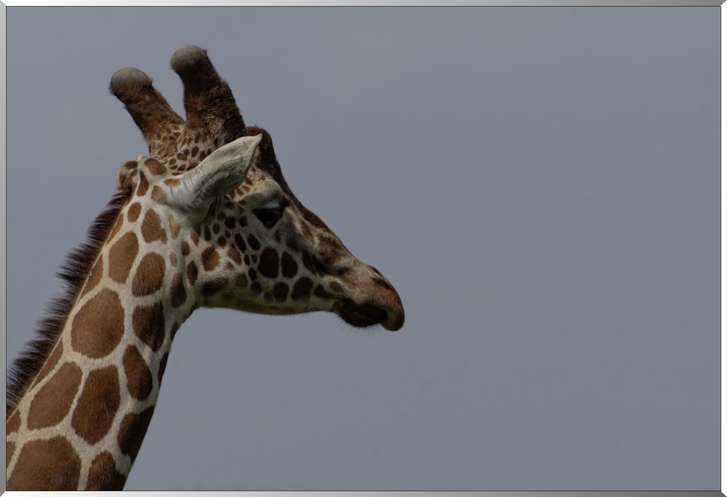 Girafe