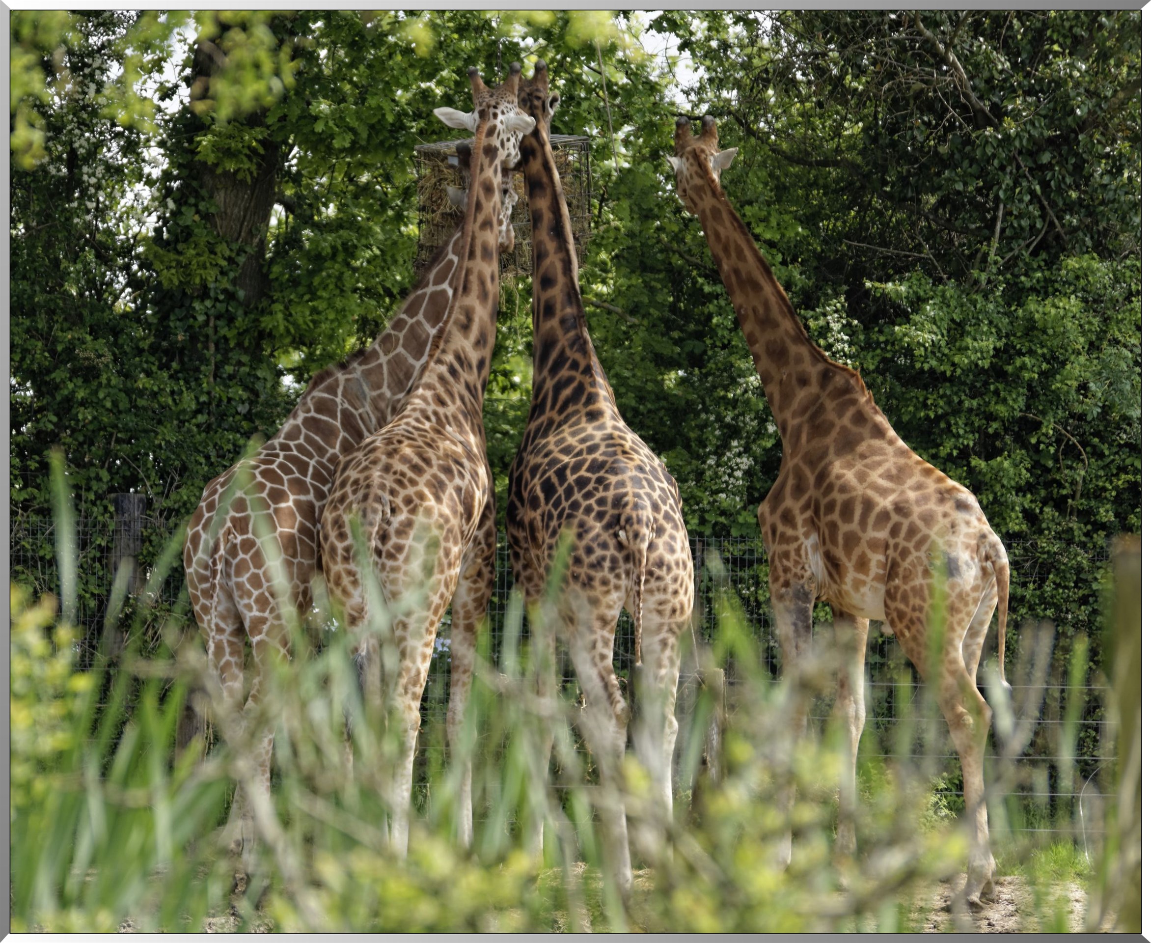 Girafes
