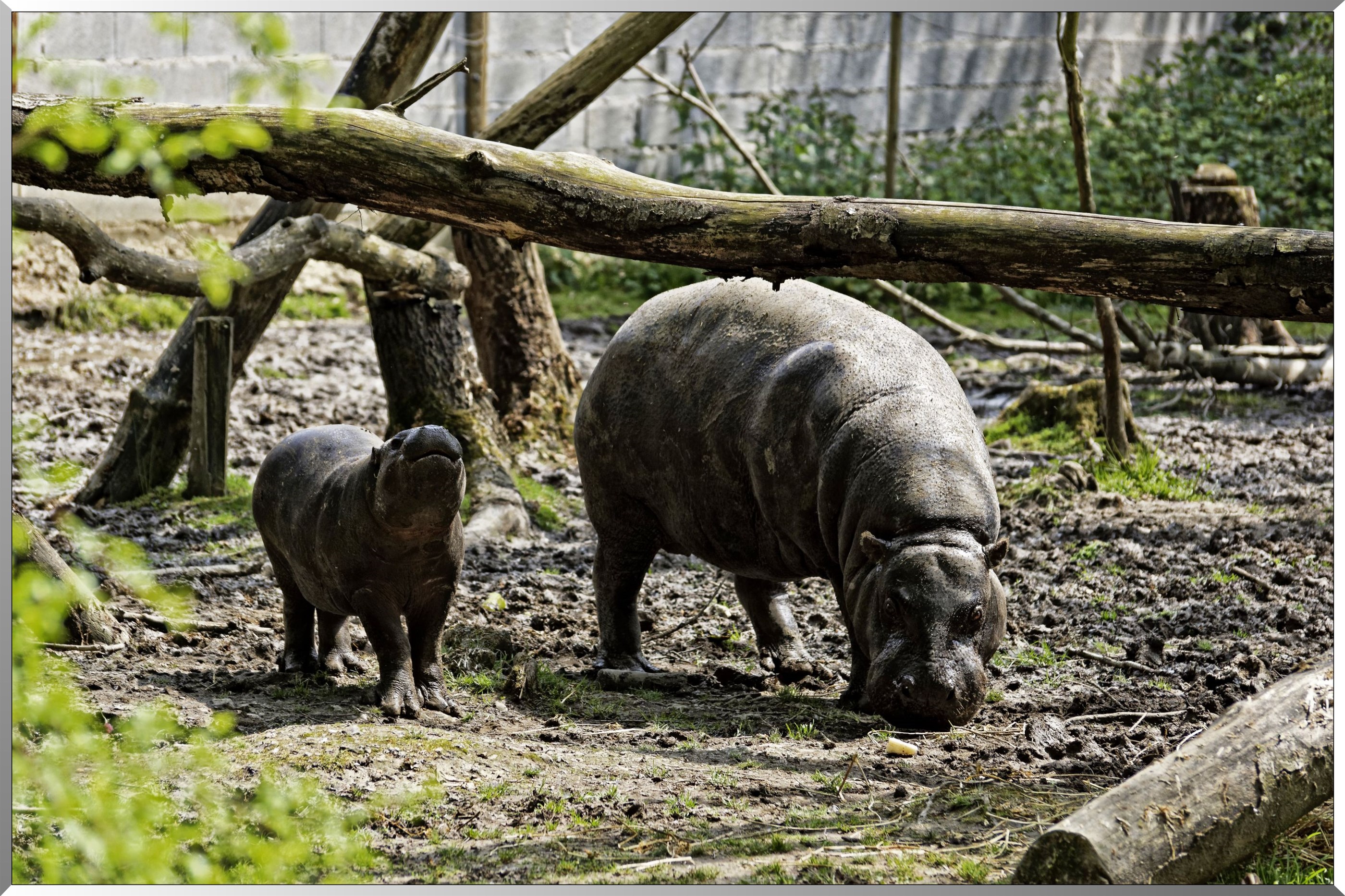 Hippopotames nains