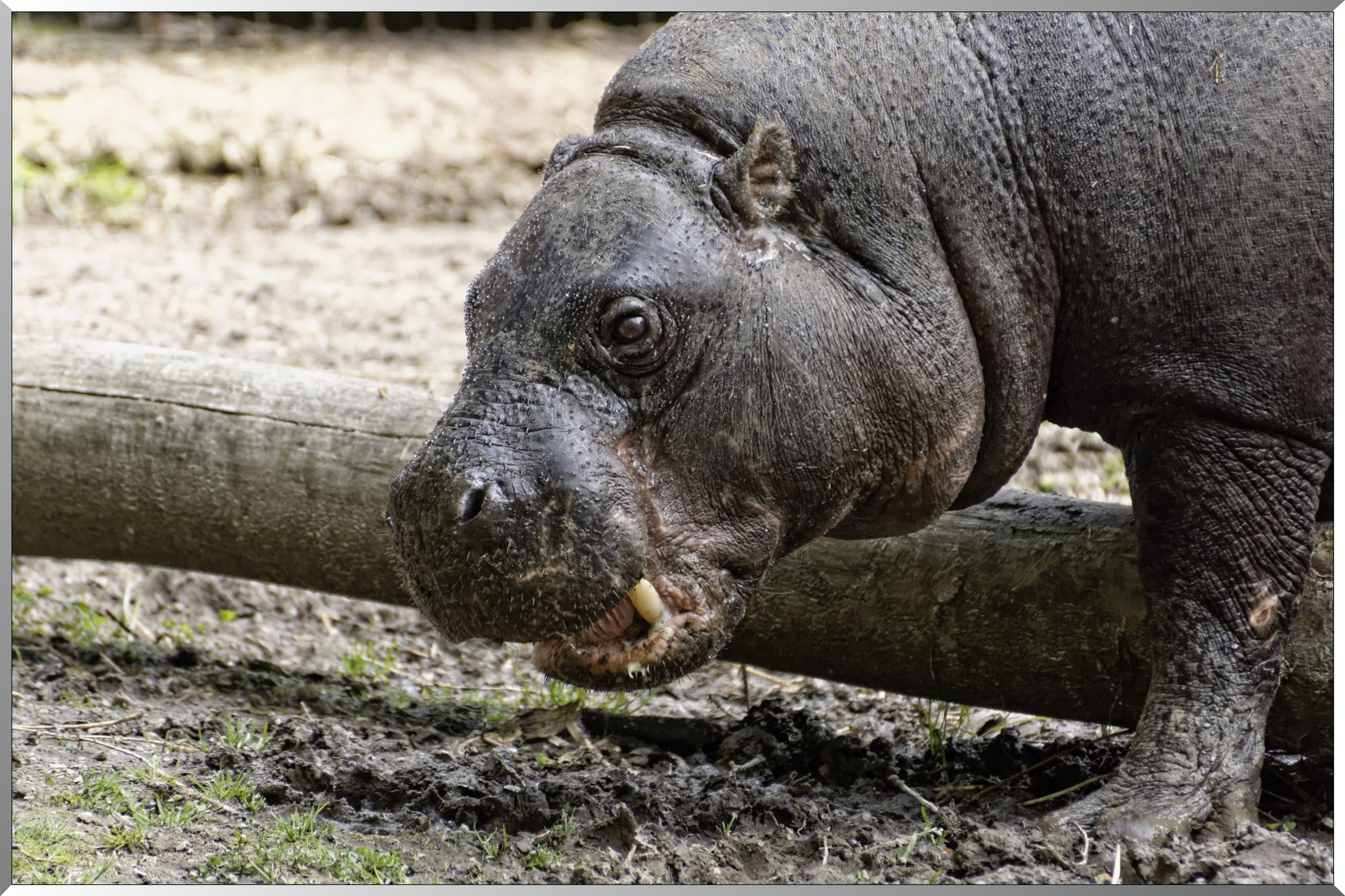 Hippopotames nain