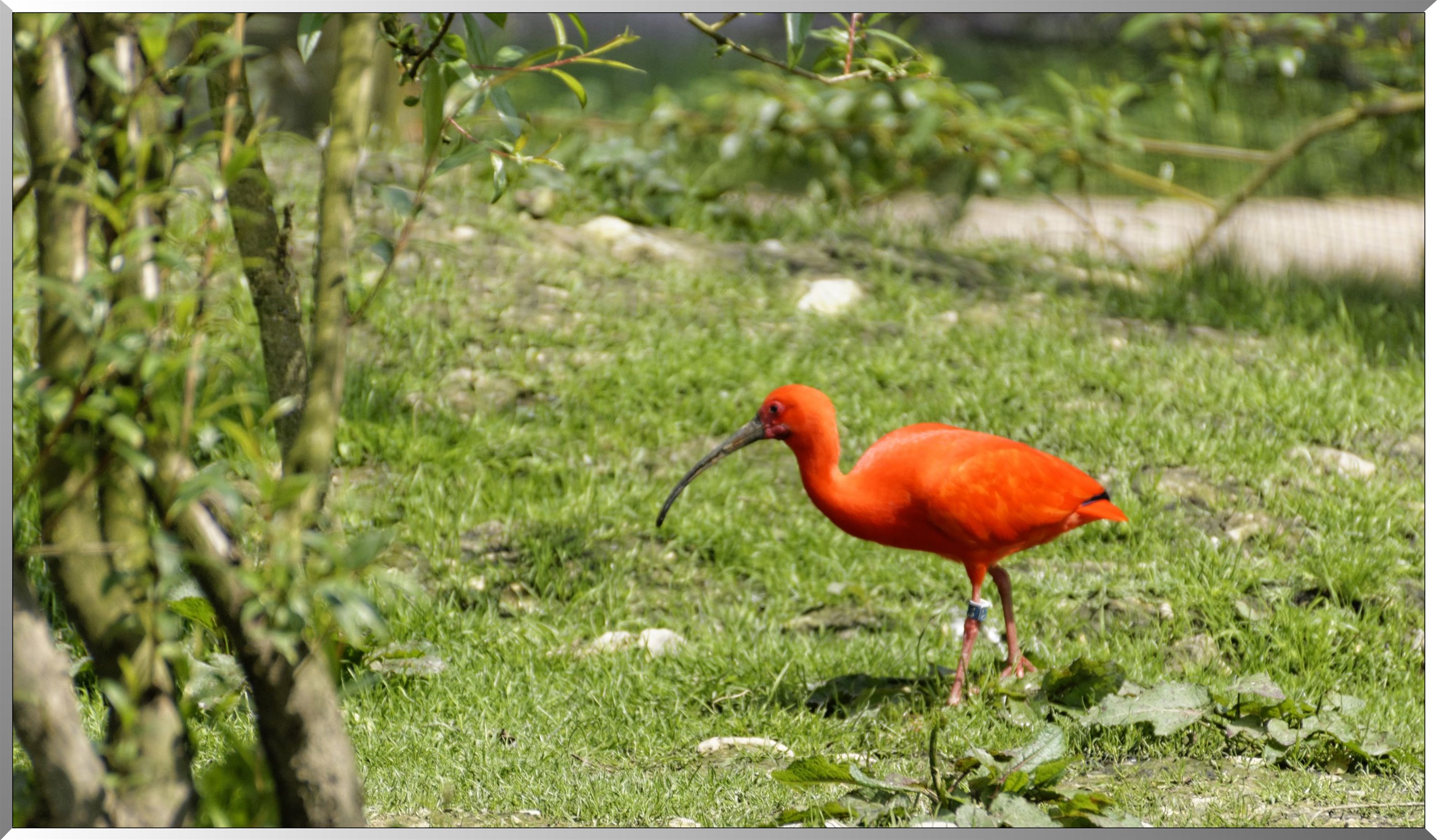Ibis rouge