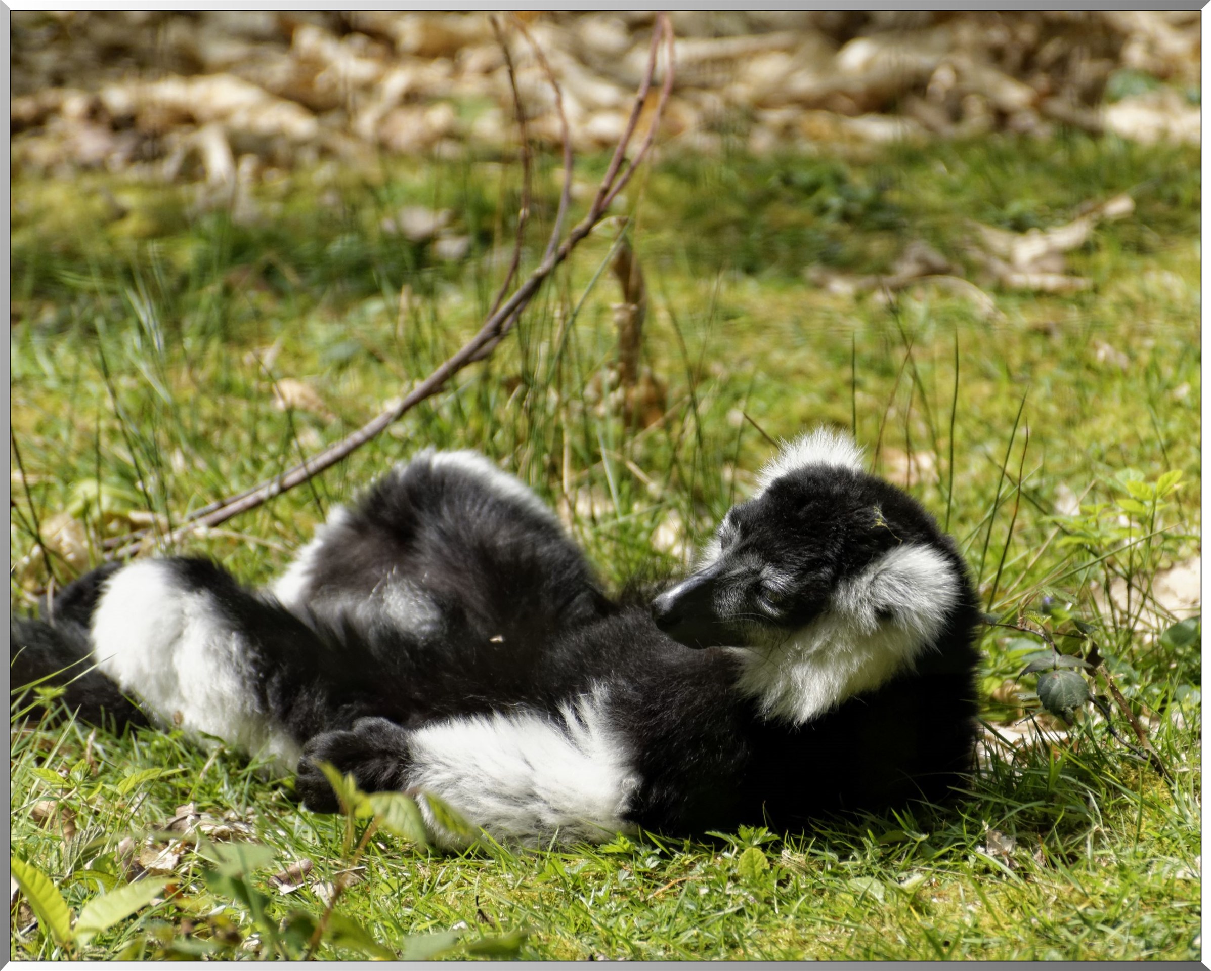 Maki vari à ceinture blanche