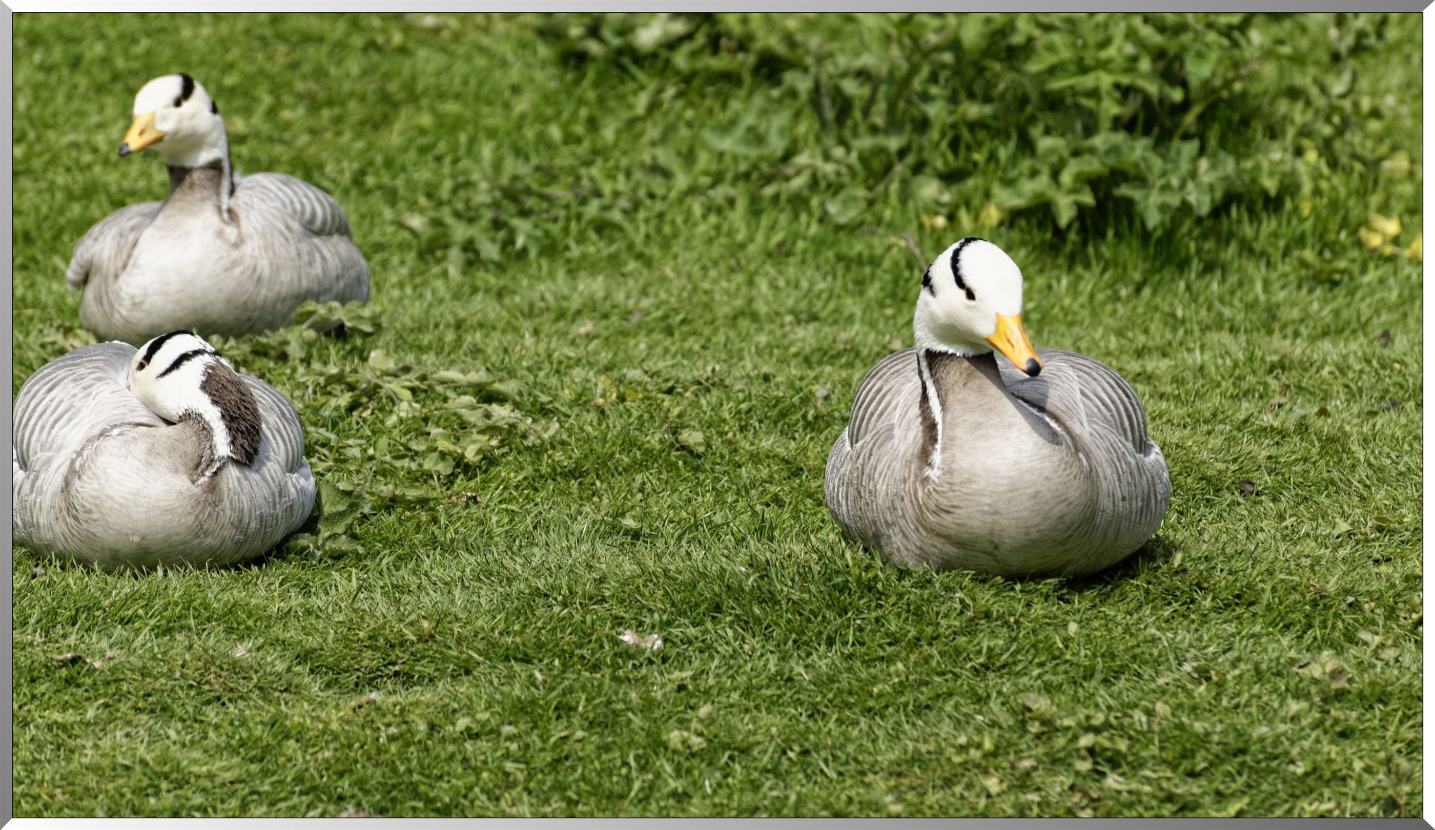 Oies à tête barrée