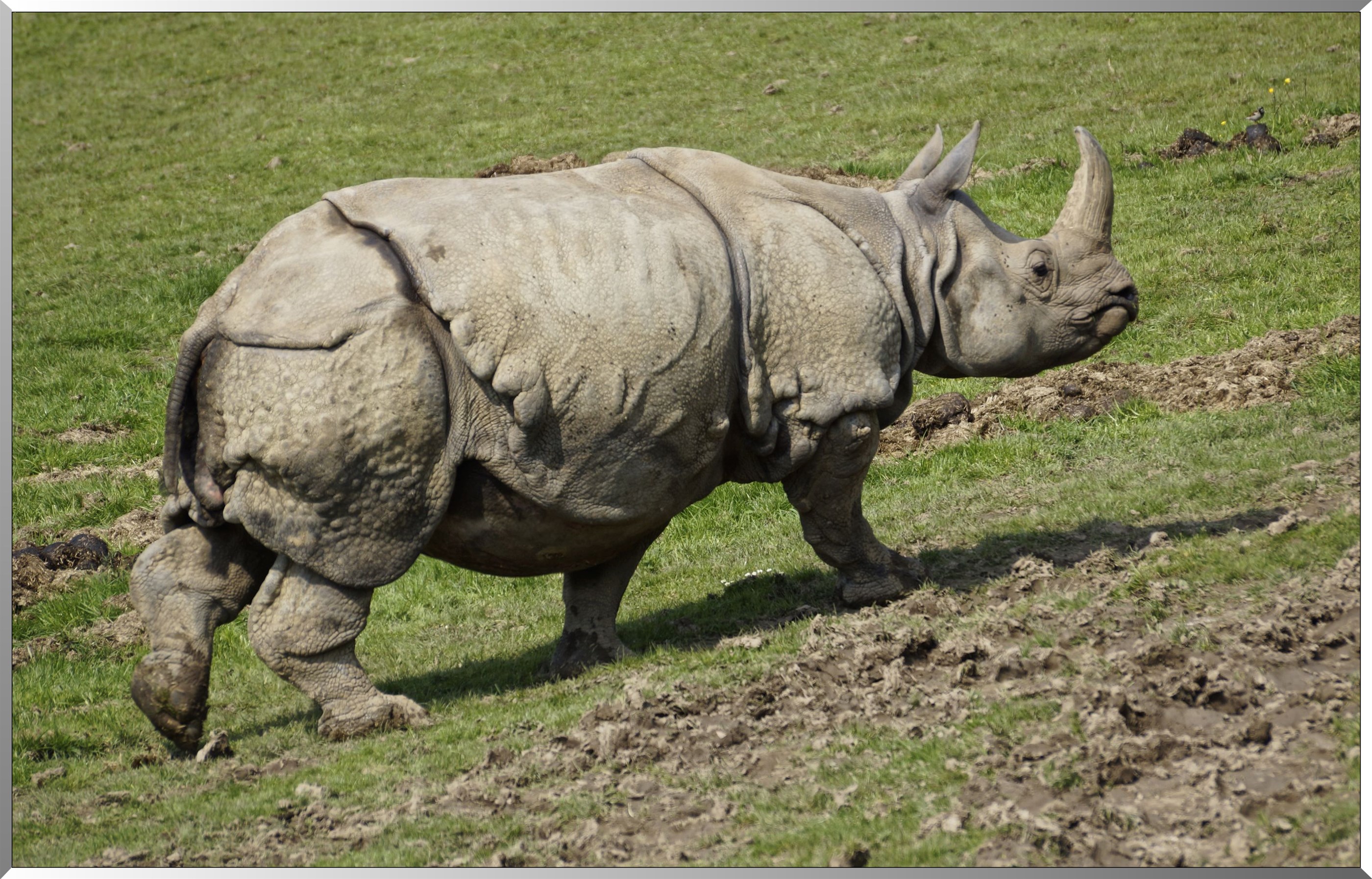 Rhinocéros blanc