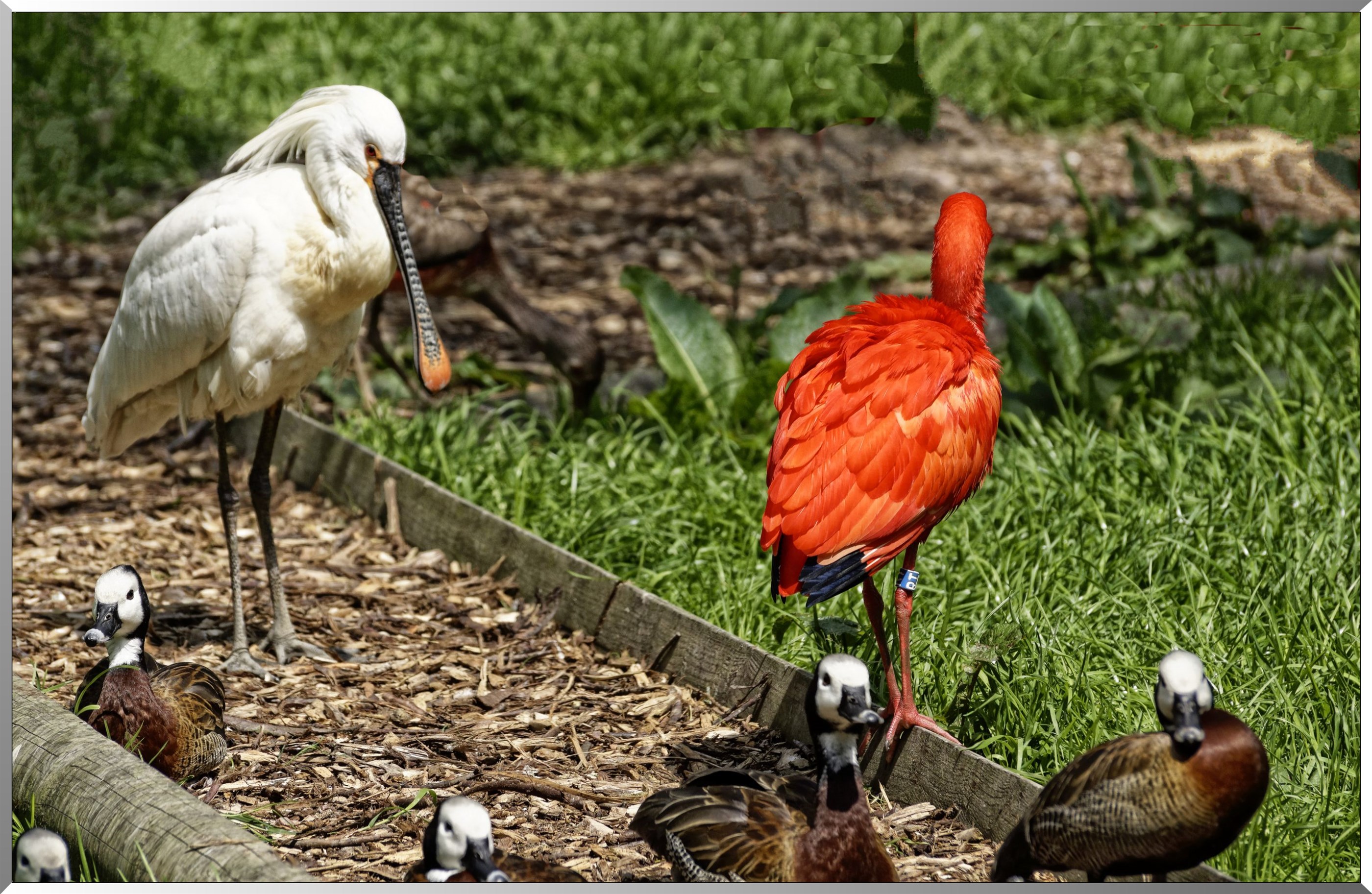 Spatule eurasie - Ibis rouge