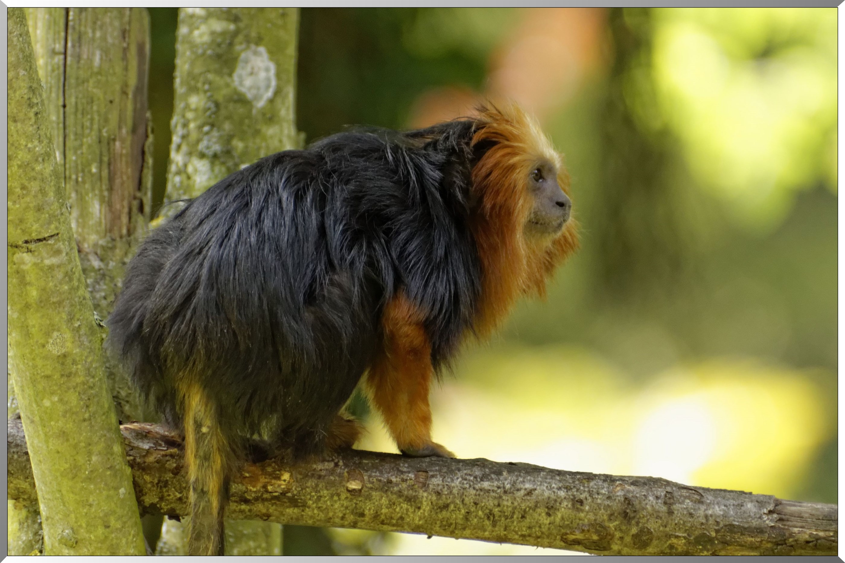 Tamarin-lion à tête dorée