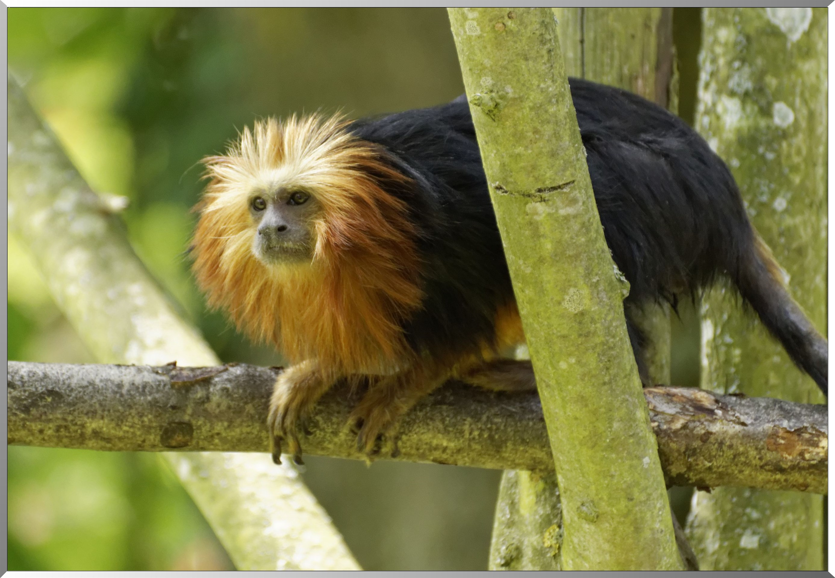 Tamarin-lion à tête dorée