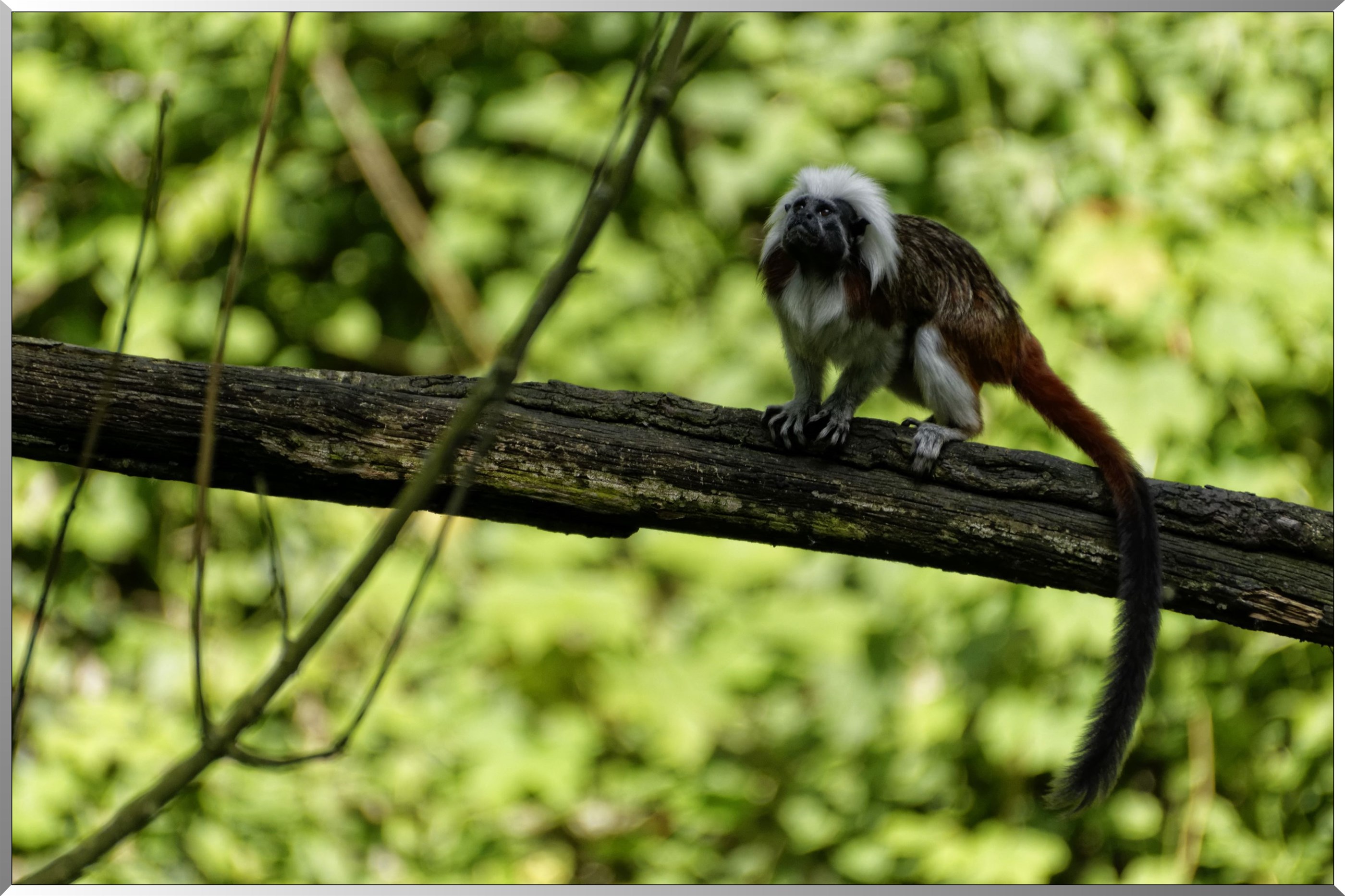 Tamarin pinche