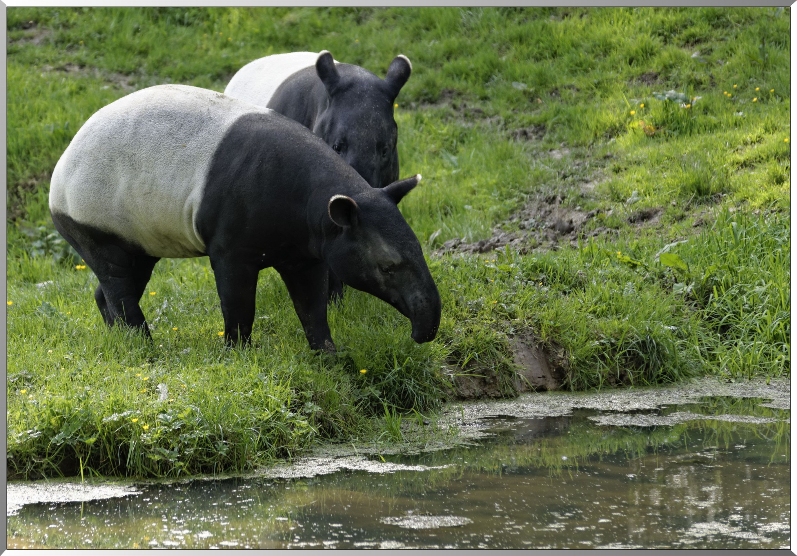 Tapirs