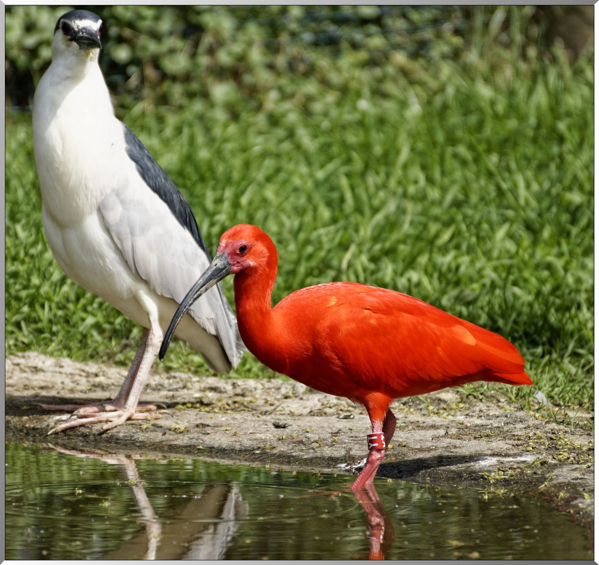 Ibis rouge