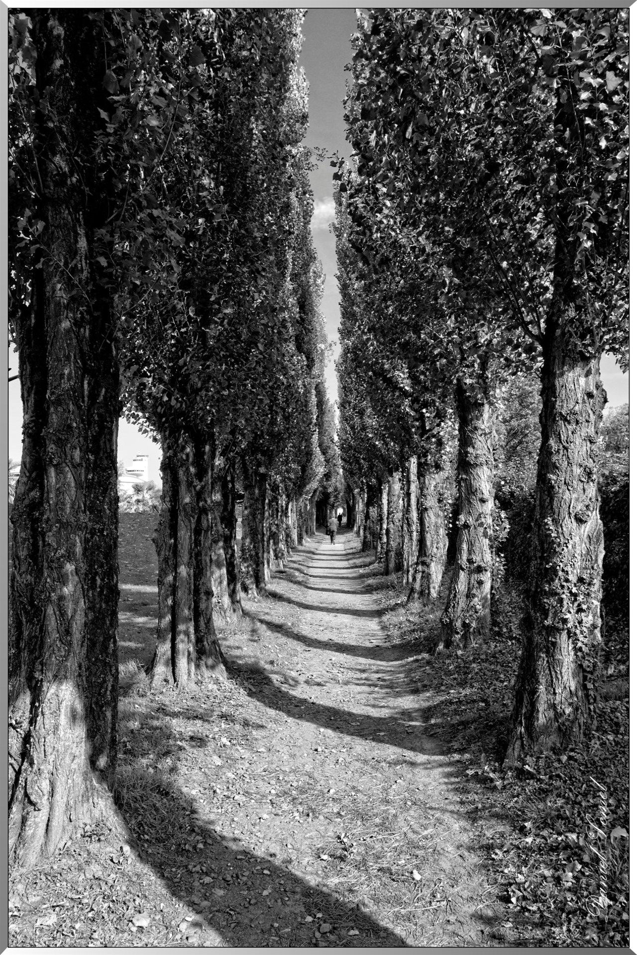 Allée d'arbre