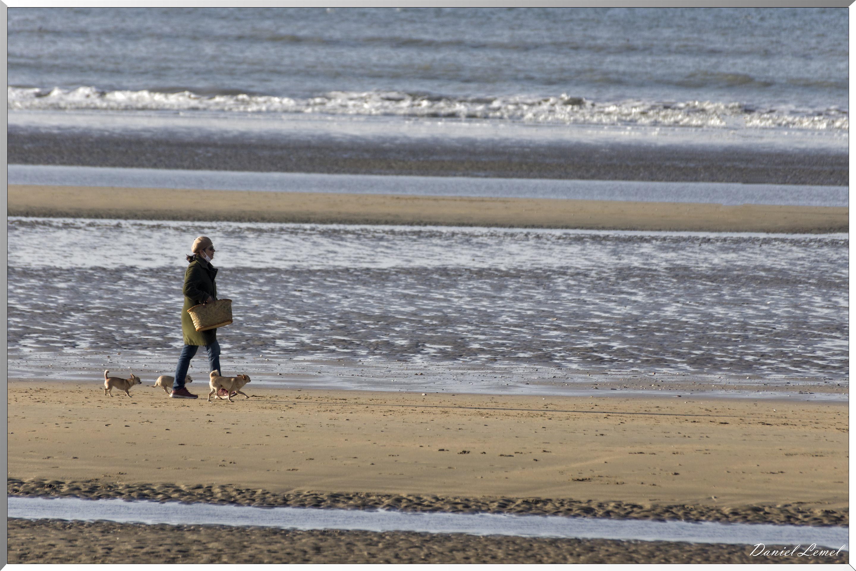 Les chiens en ballade