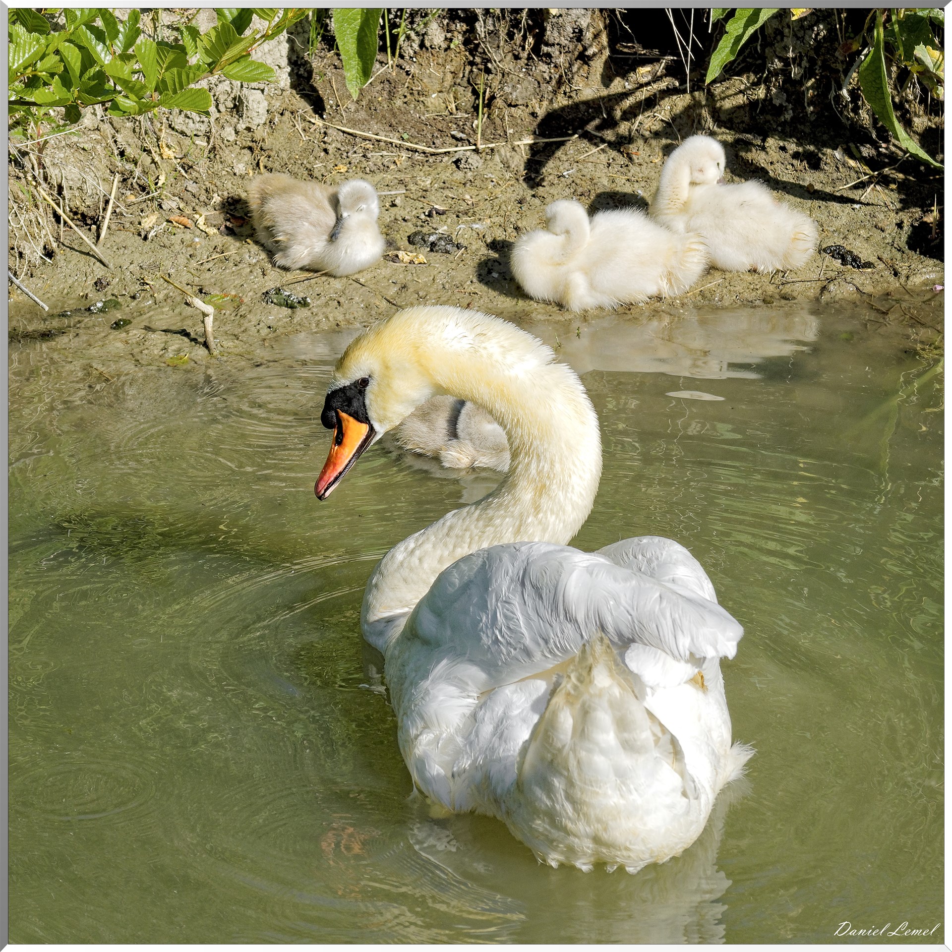 Cygne et cygnaux