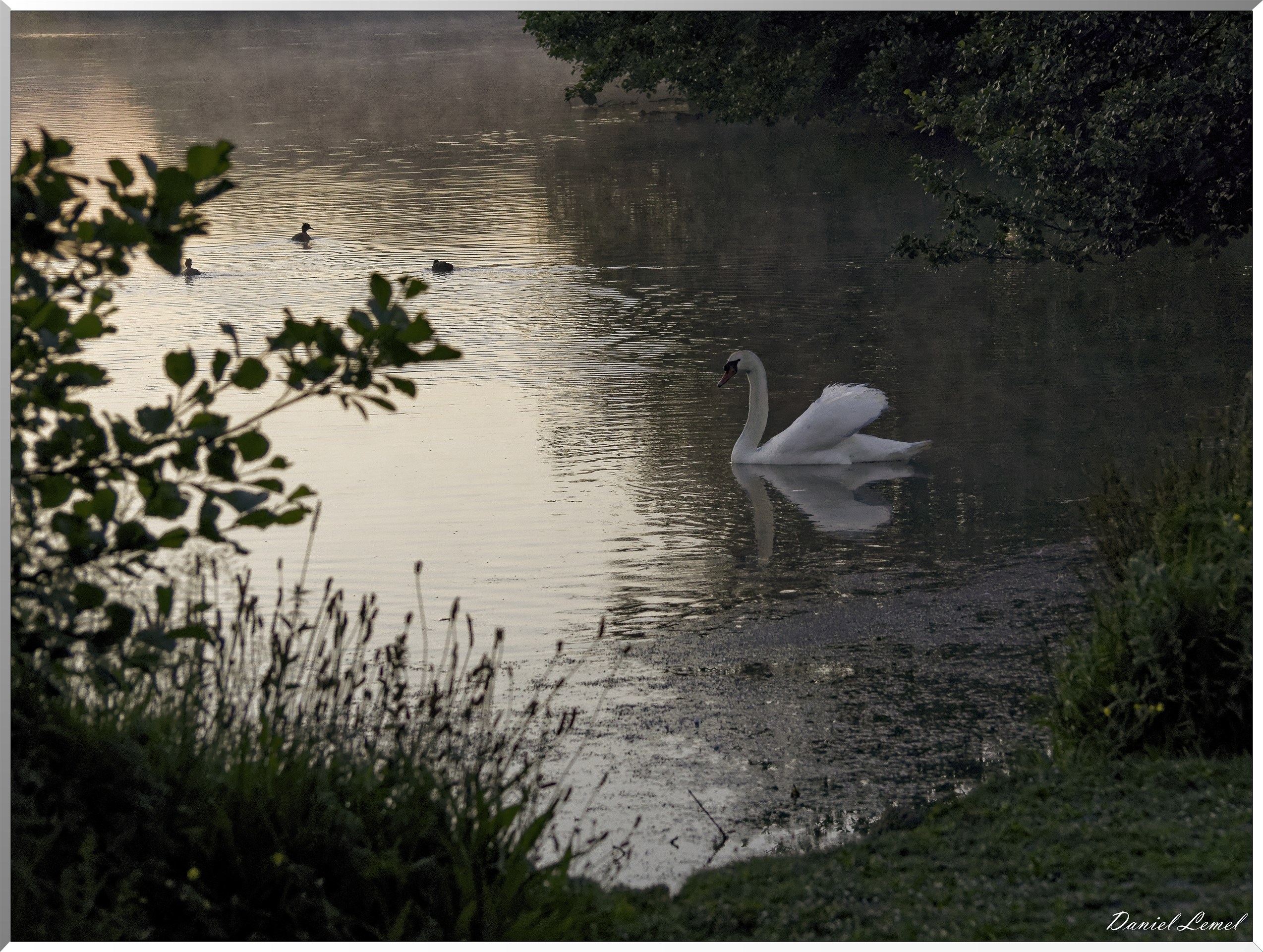Cygne