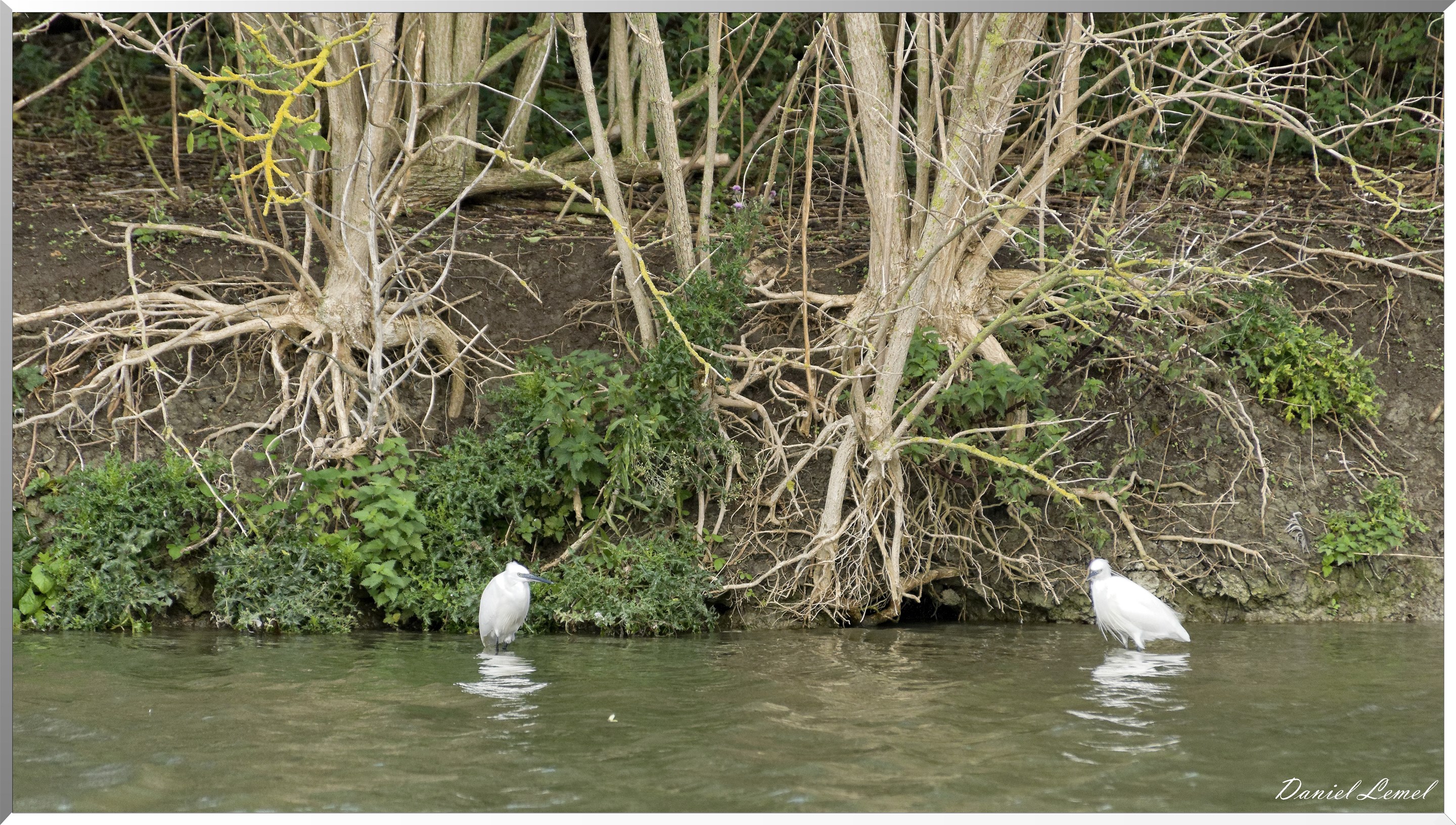 Aigrette sacrée sur l'île aux oiseaux