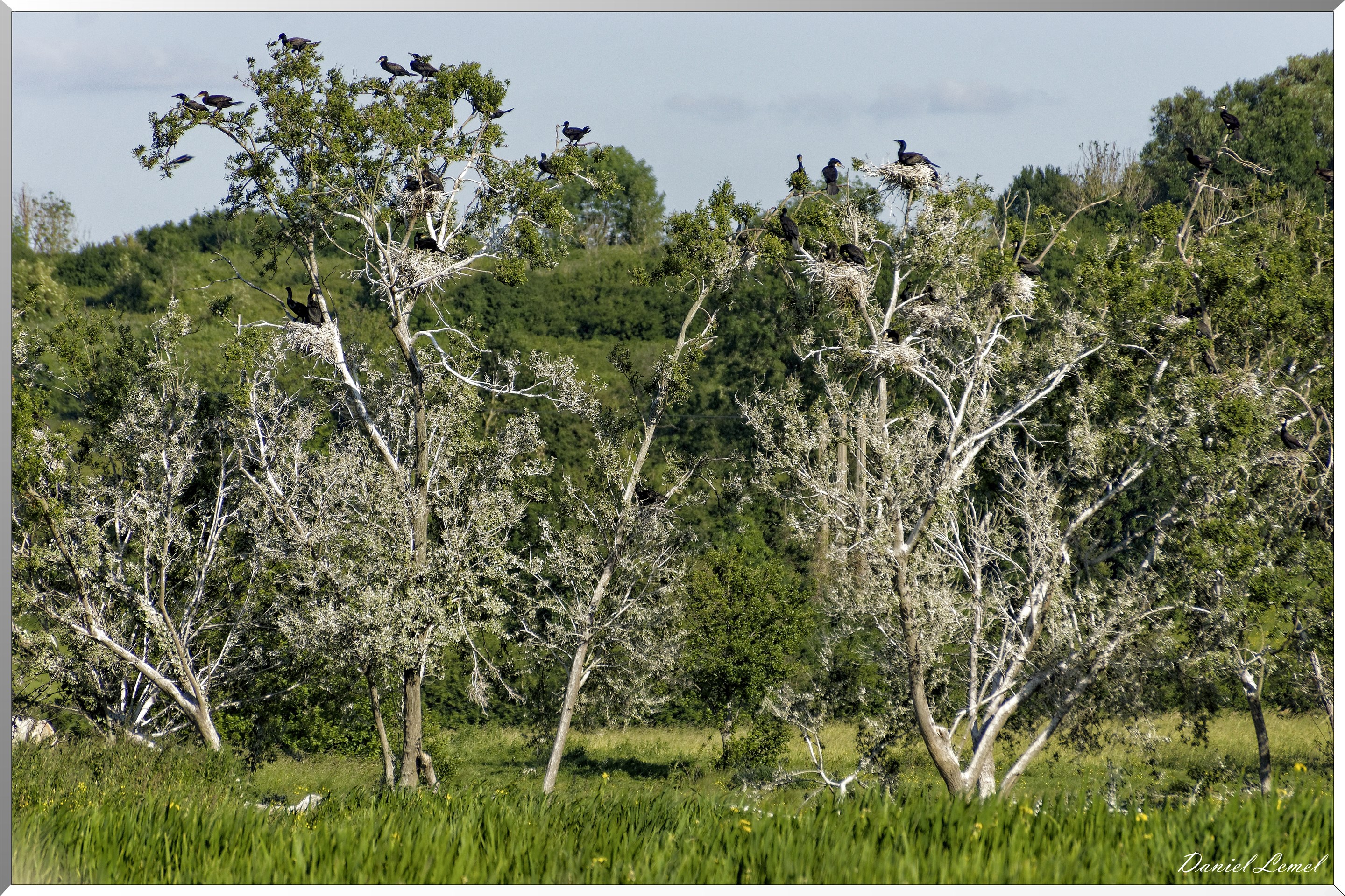 Arbres à cormorans