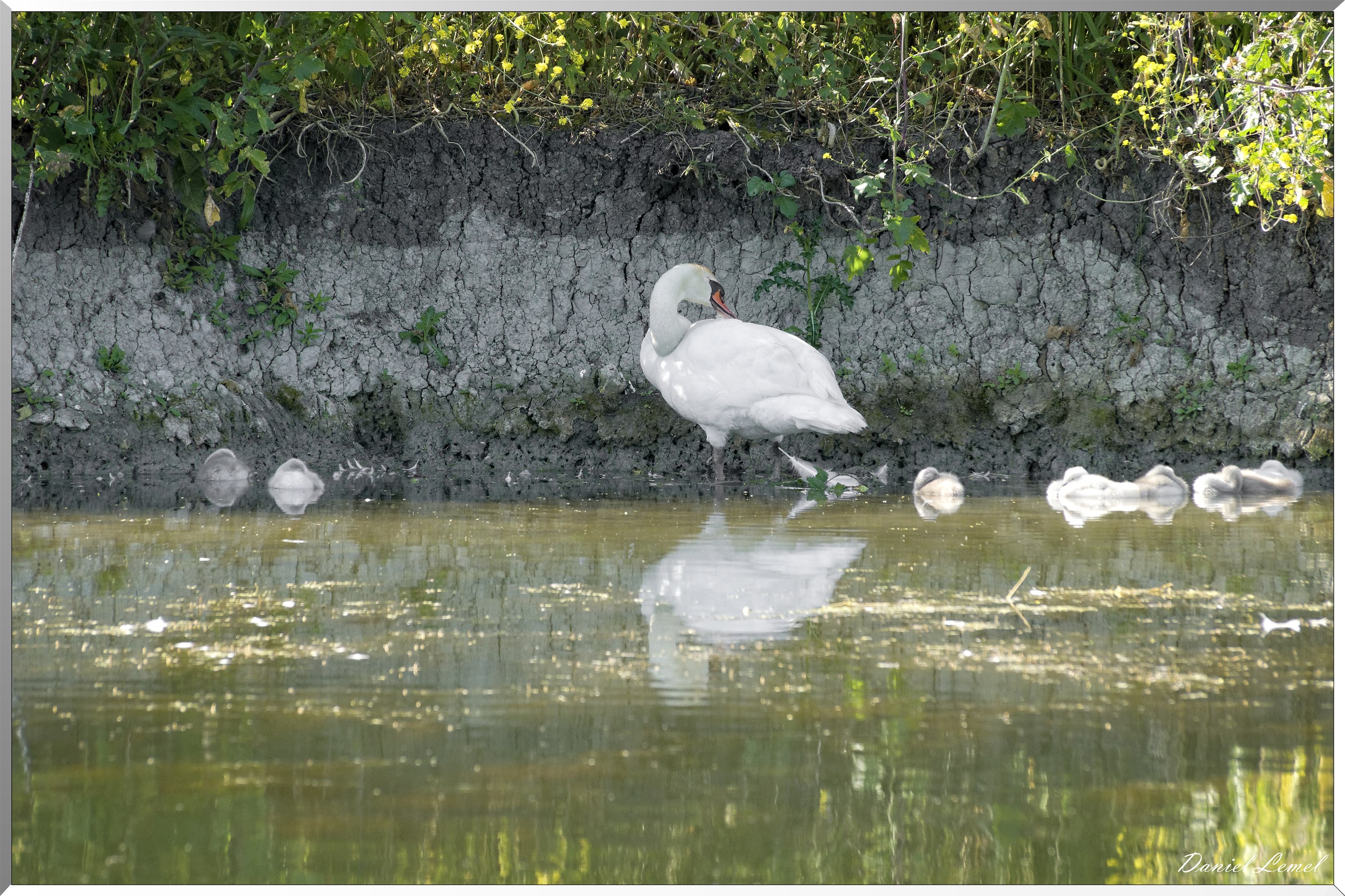 Cygne et cygnaux