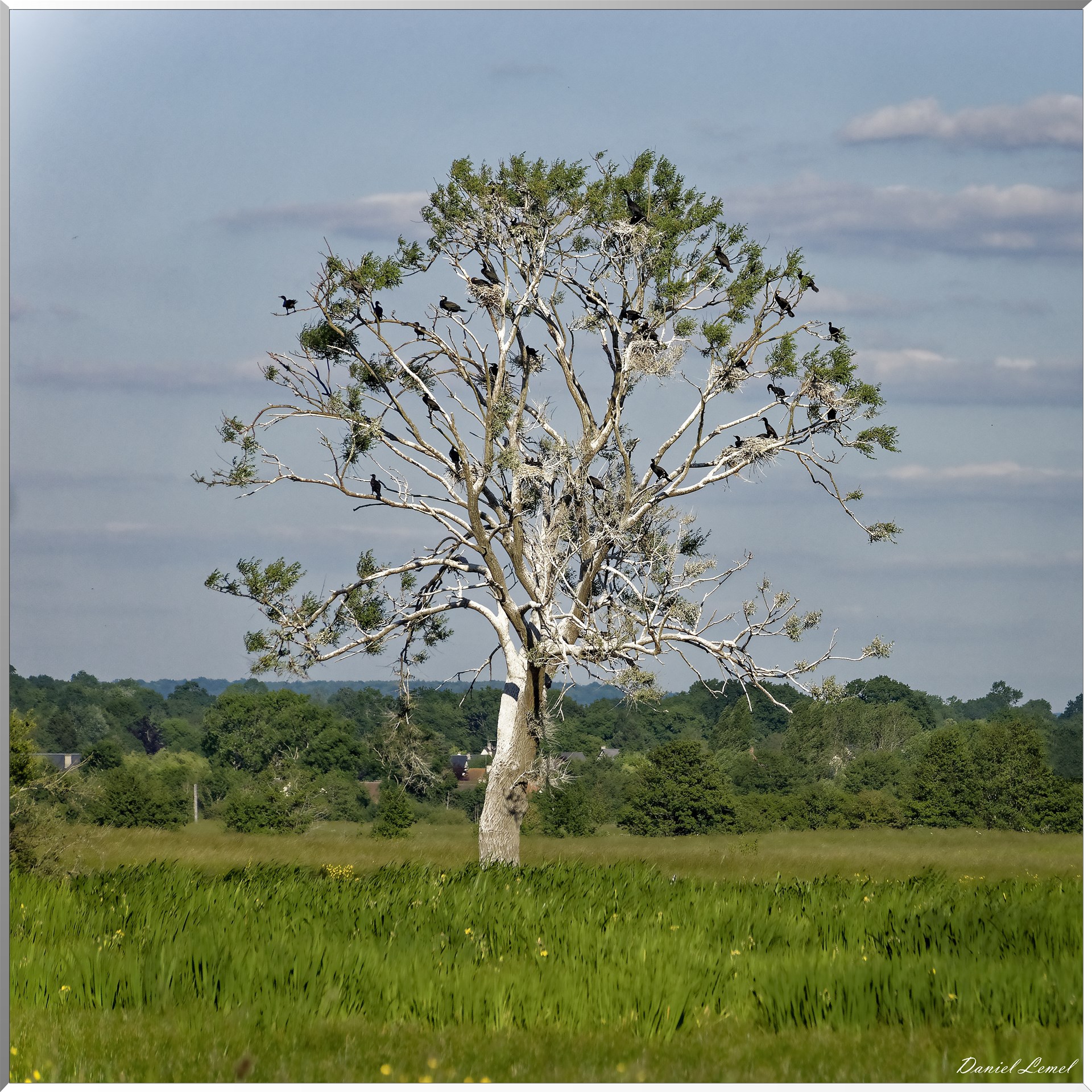 Arbre à cormorans