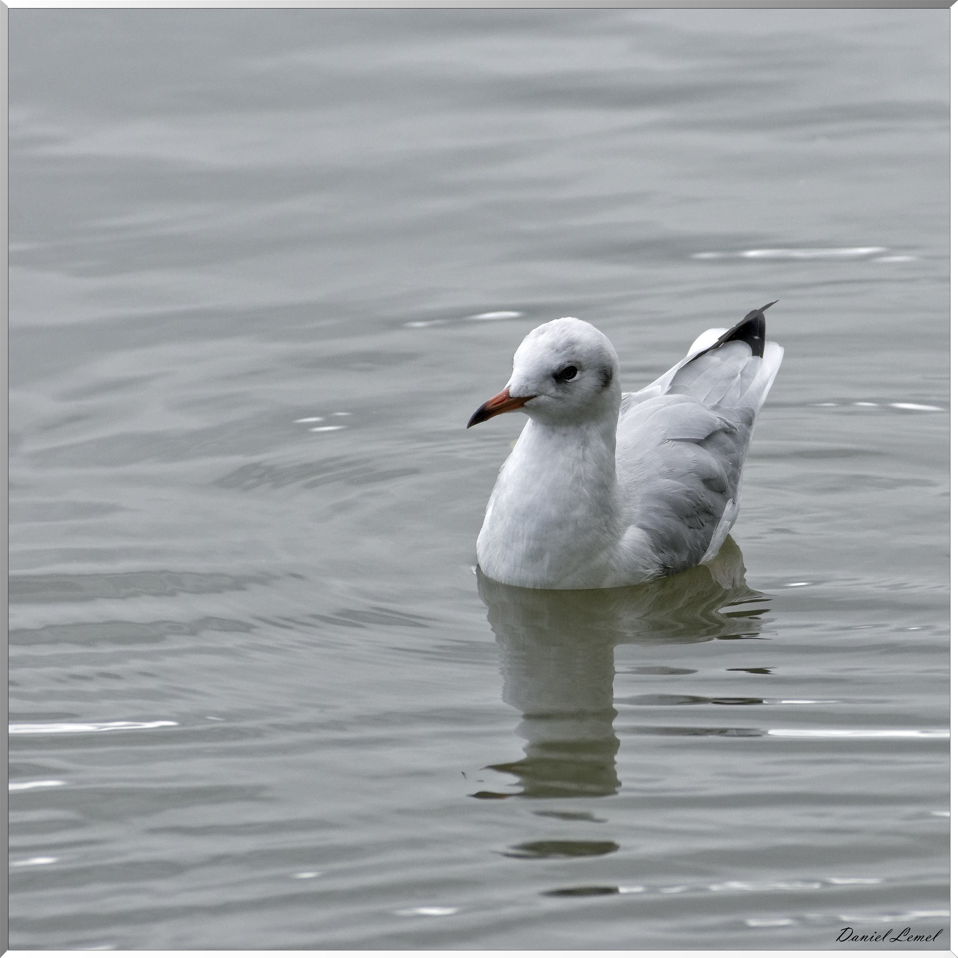 Mouette dans le marais