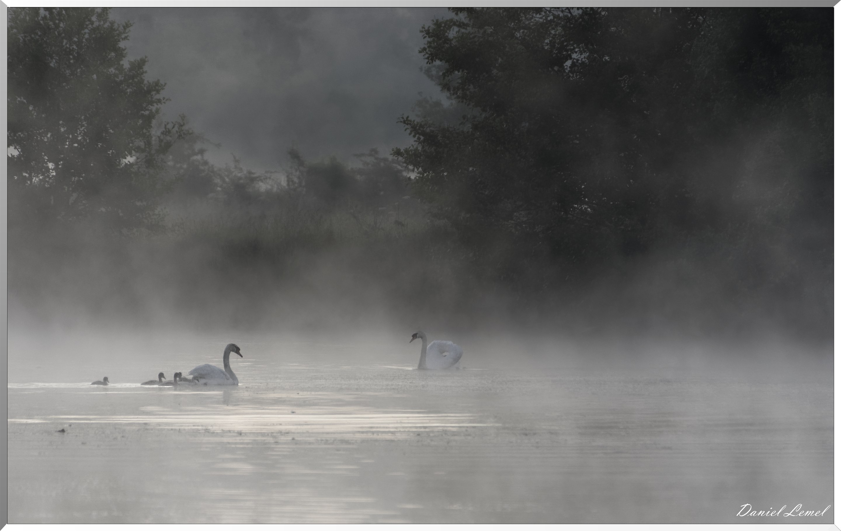 Famille cygnes dans la brume