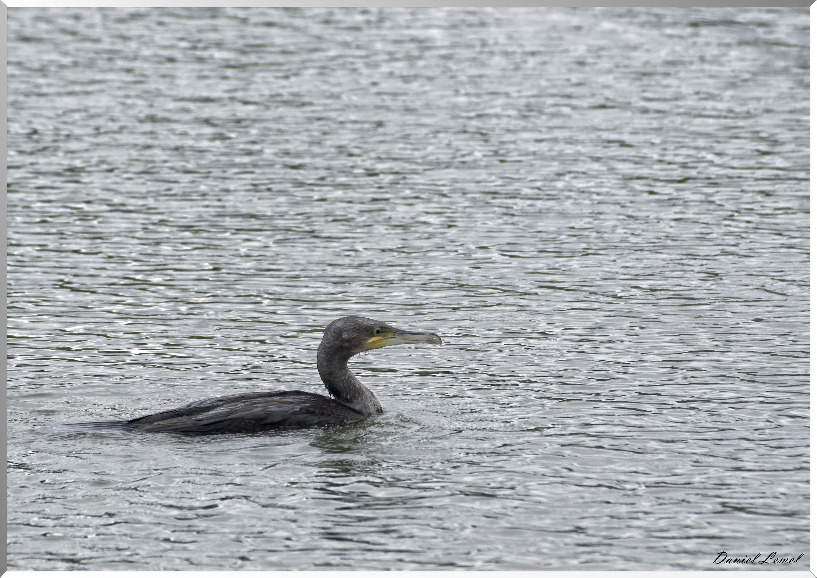 Cormoran dans le marais