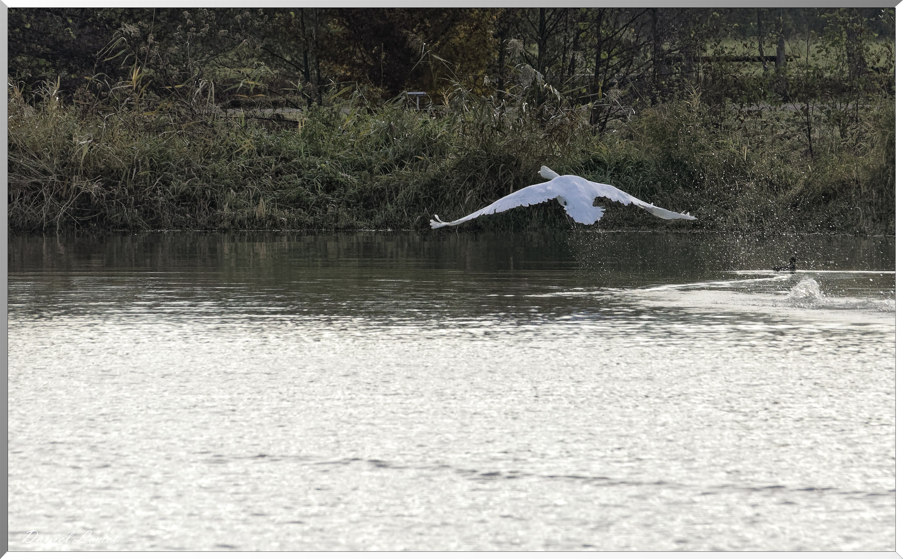 Cygne tuberculé en envol
