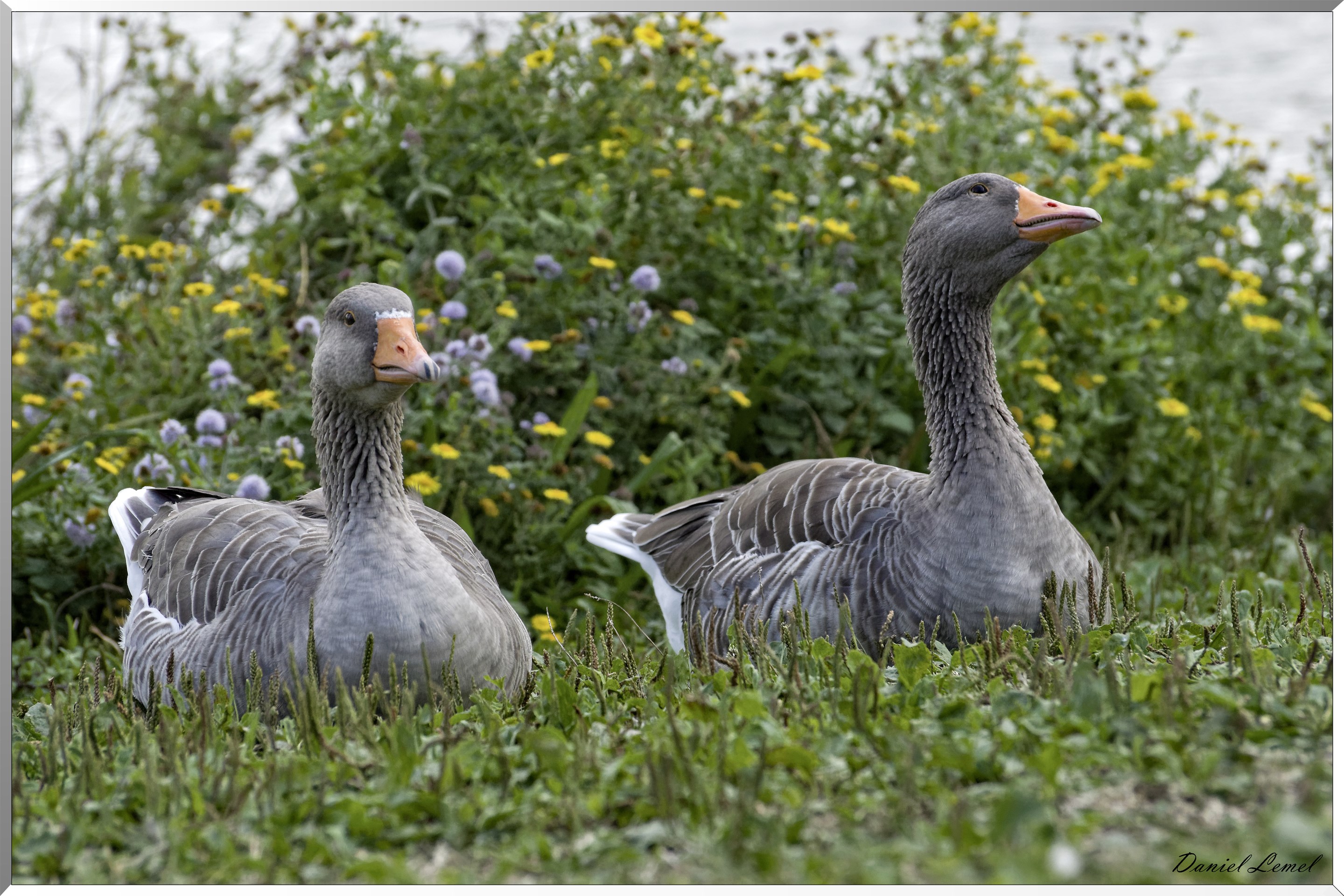 Oies cendrées dans le marais