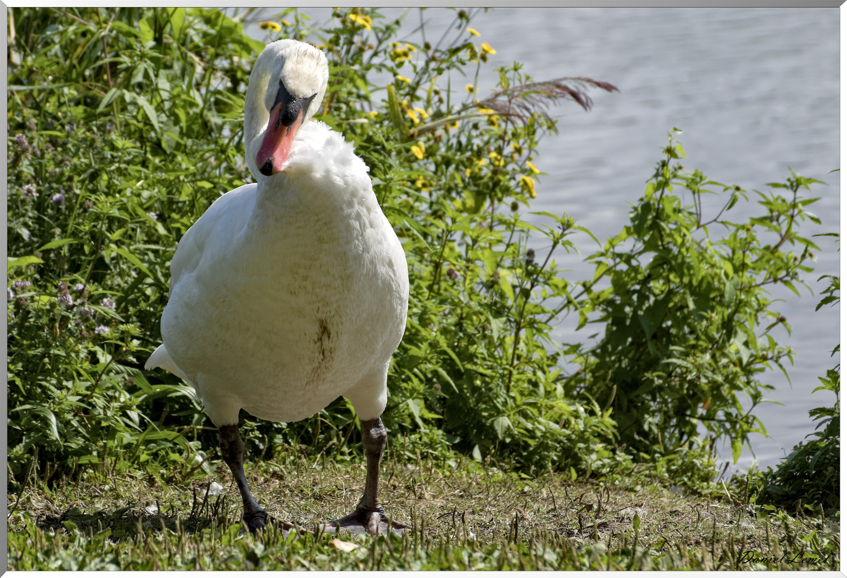Cygne tuberculé dans le marais