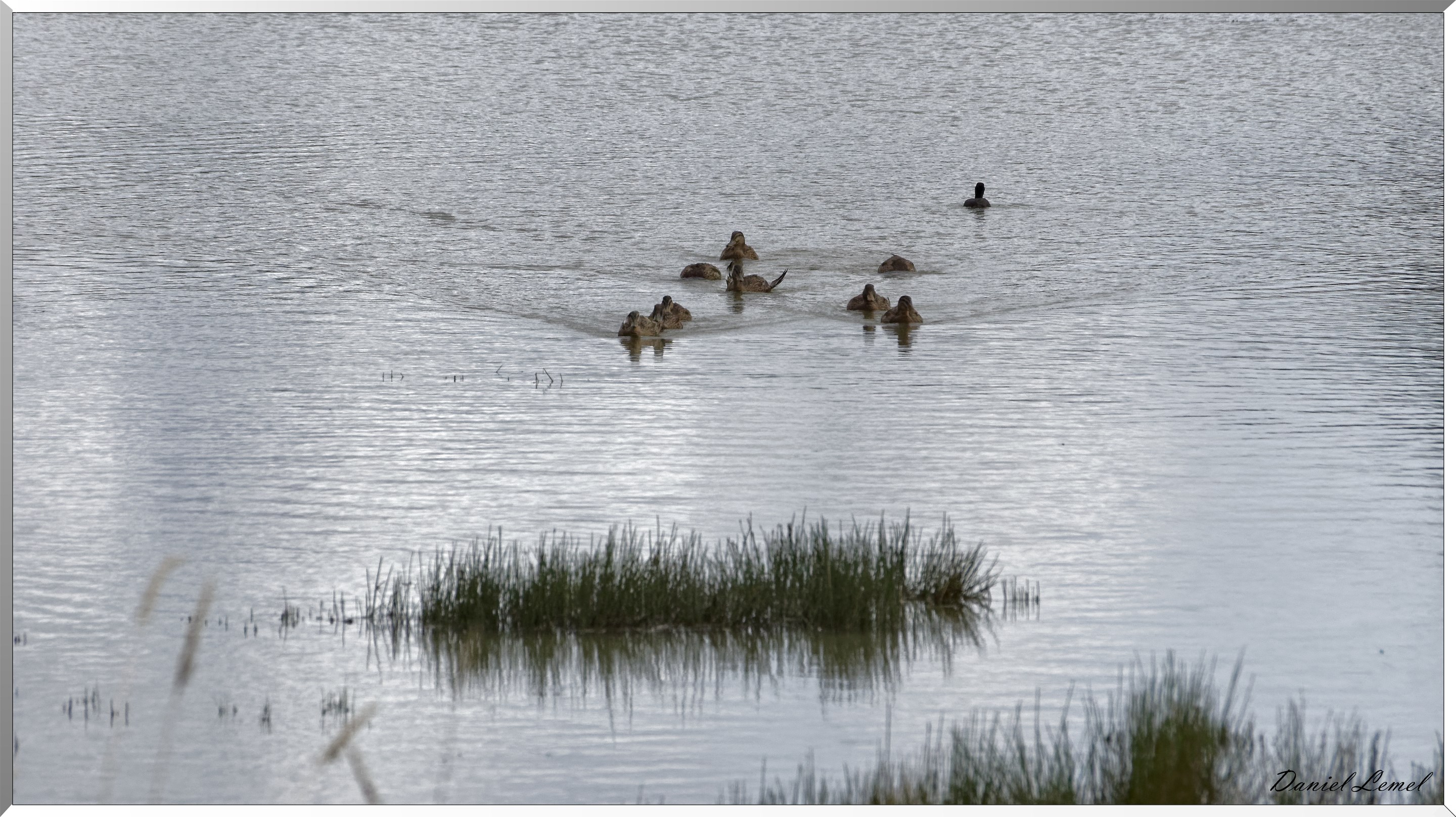 Canards dans le marais