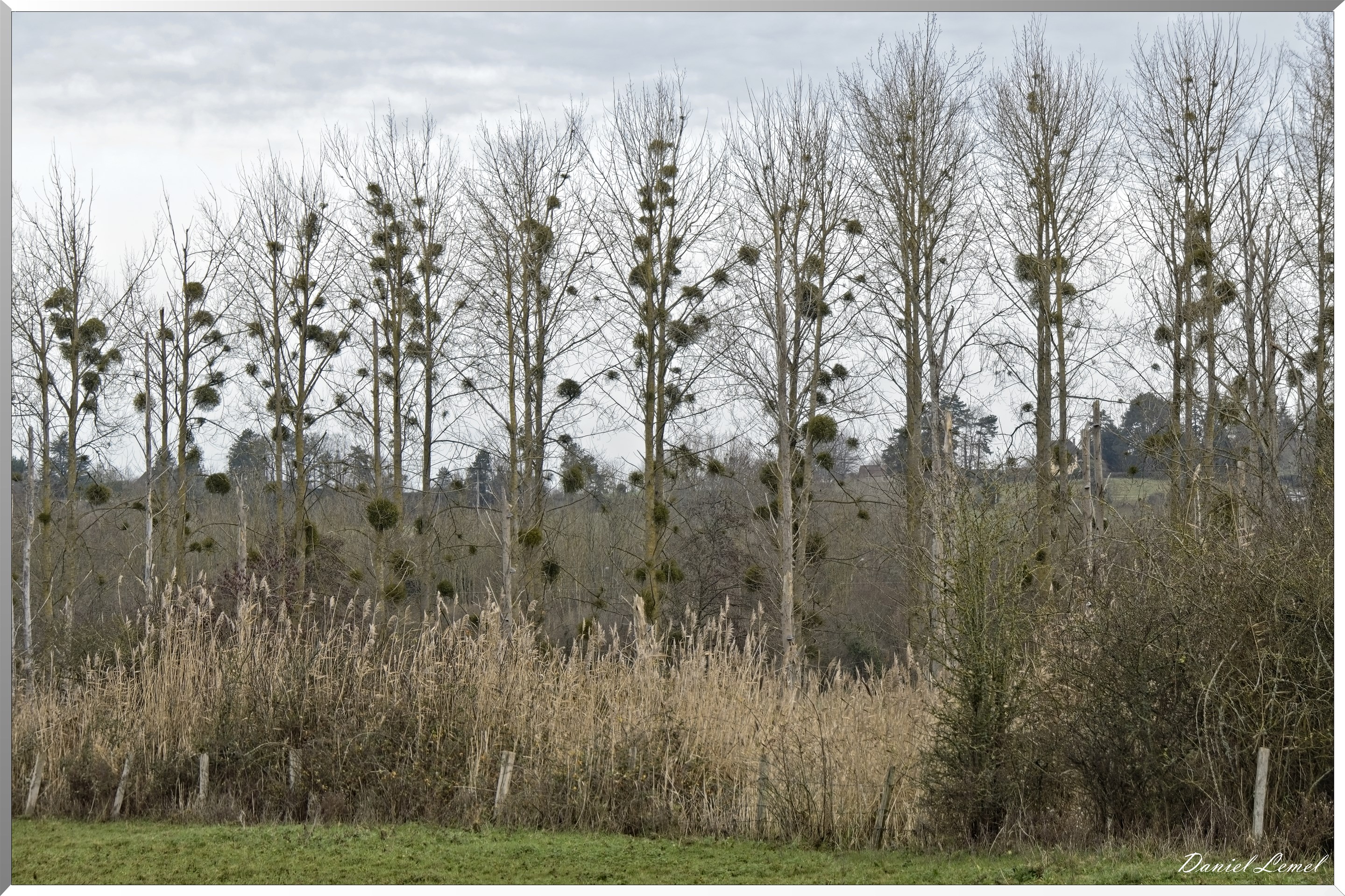 Marais de la Touques