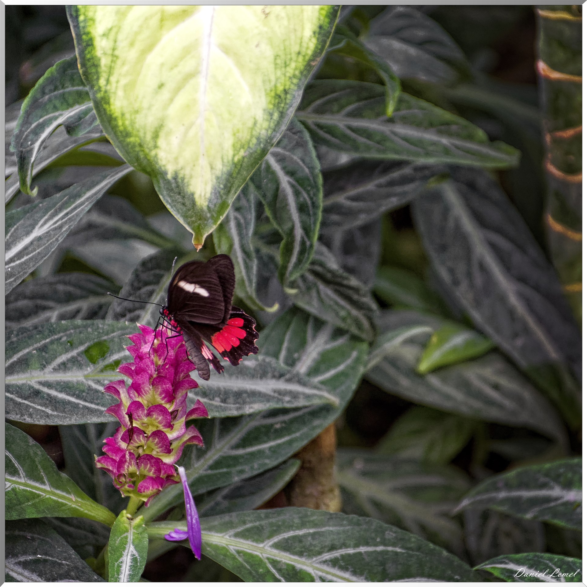 La serre aux papillons