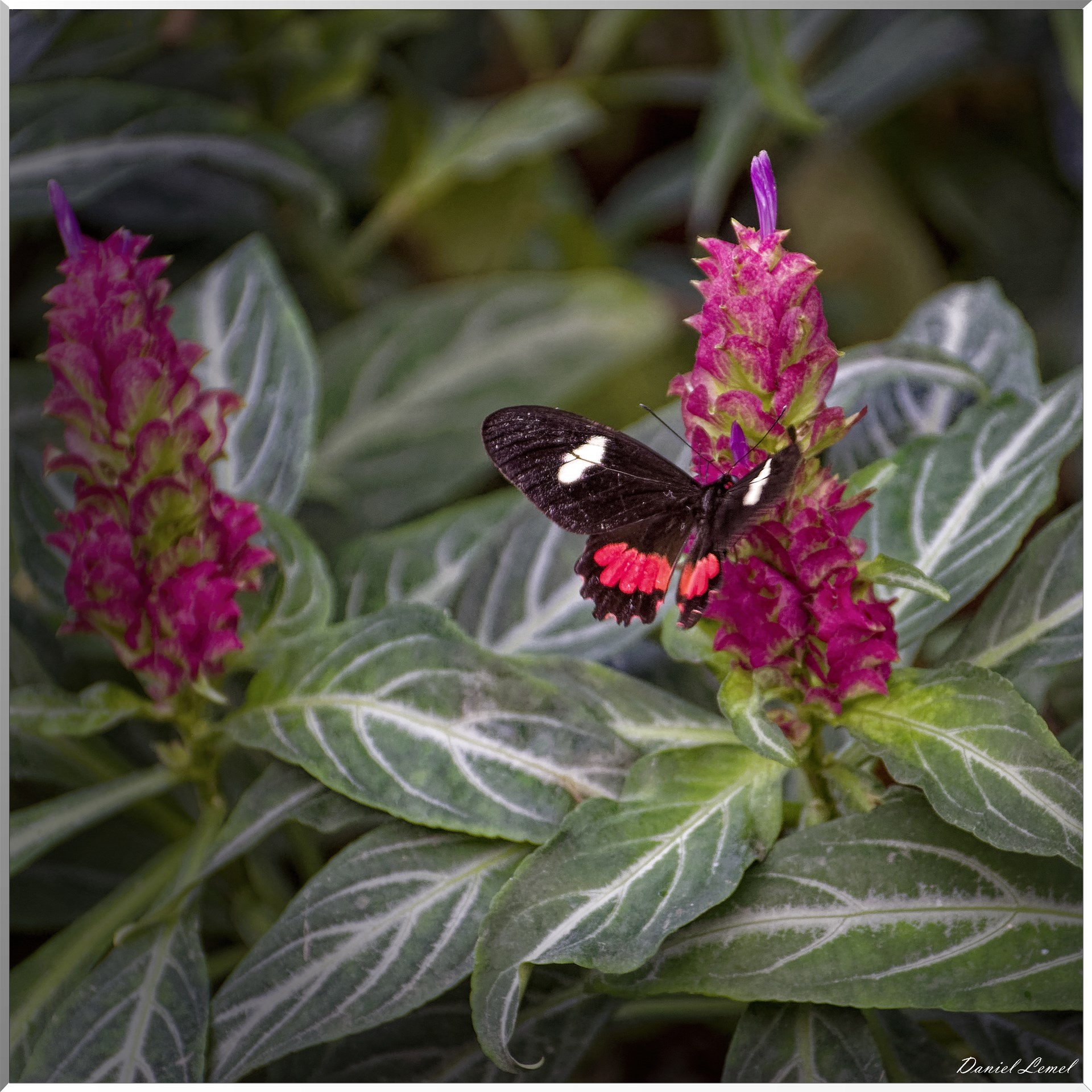 La serre aux papillons
