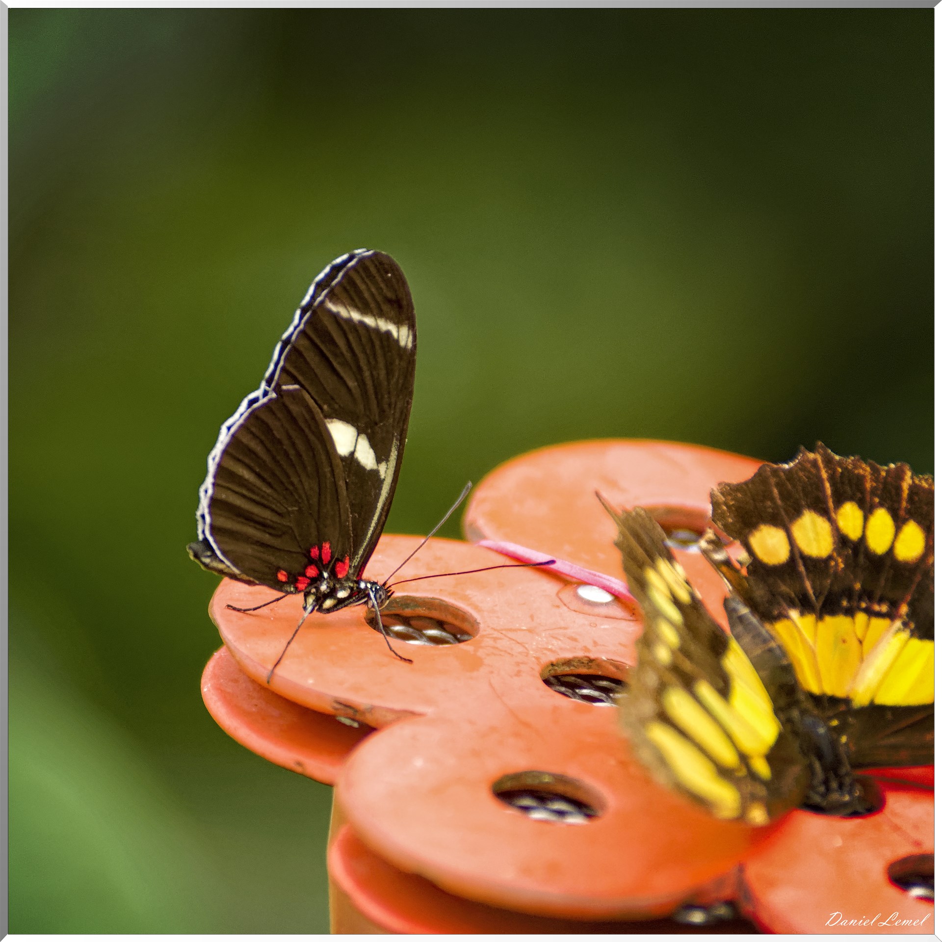 La serre aux papillons