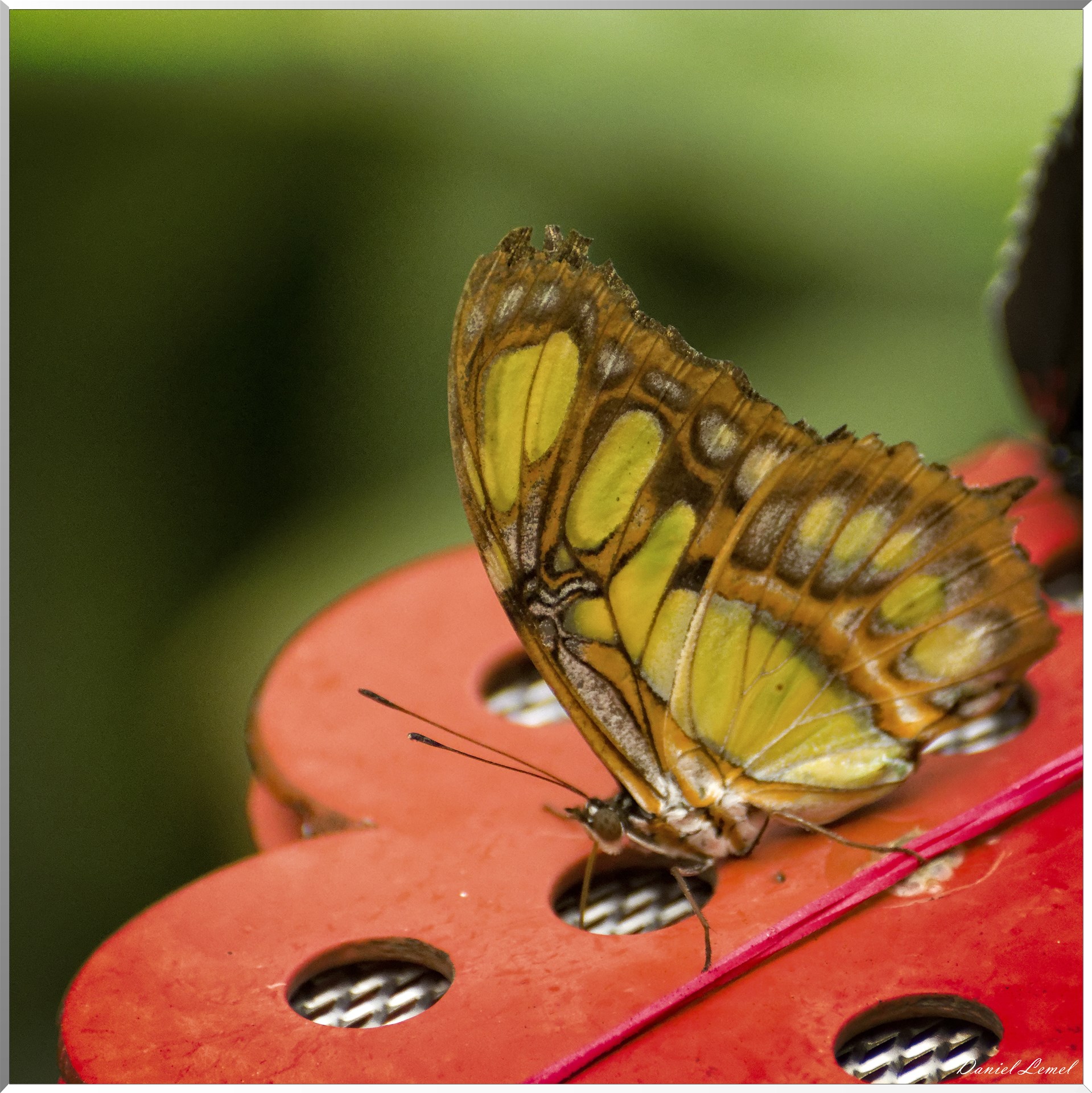 La serre aux papillons