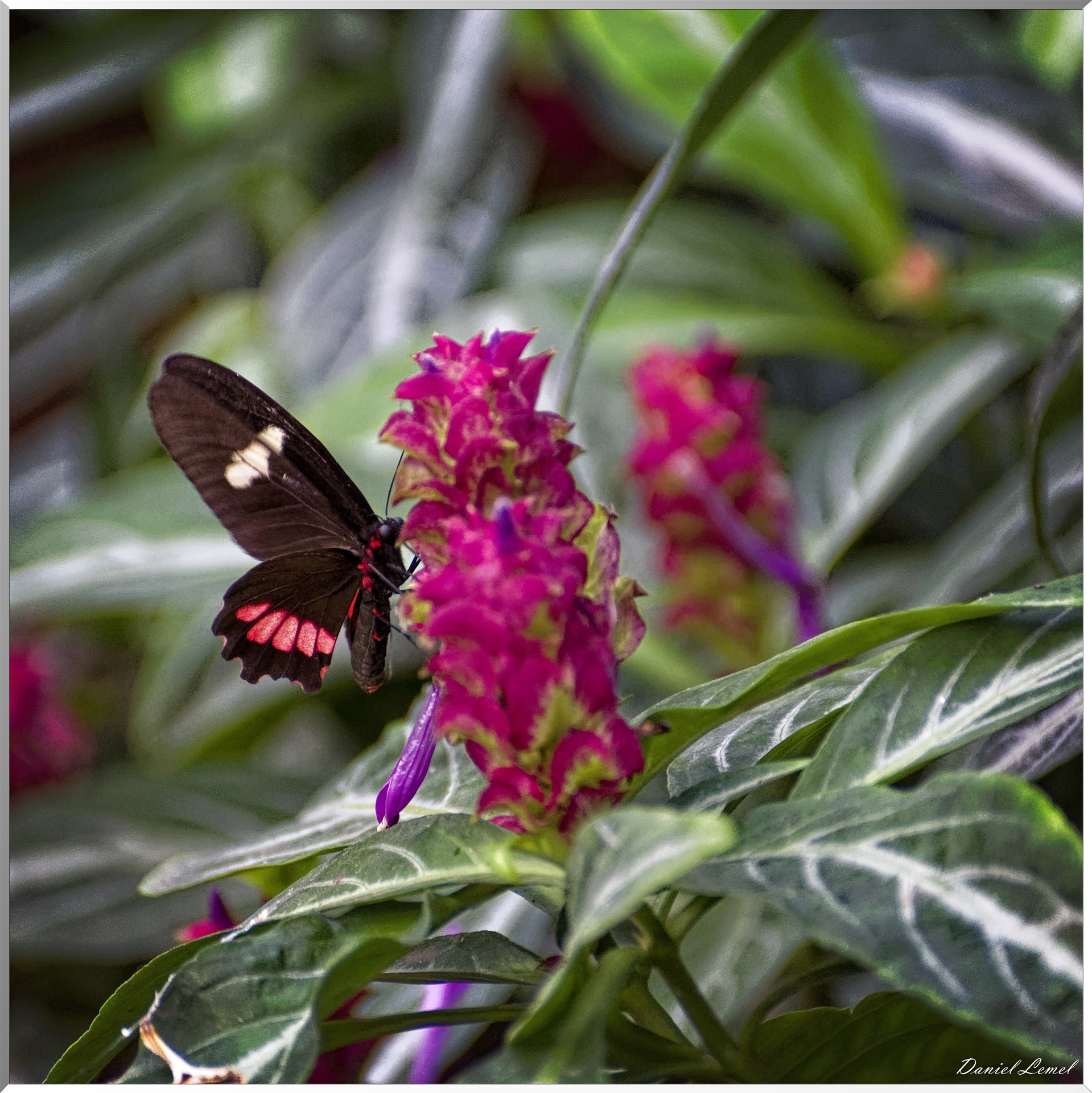 La serre aux papillons